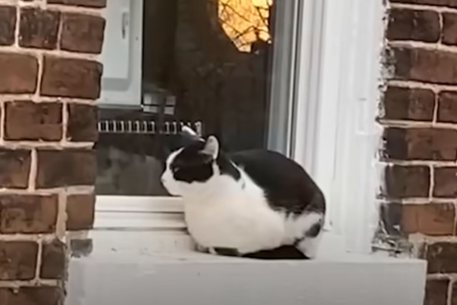 cat on a window sill