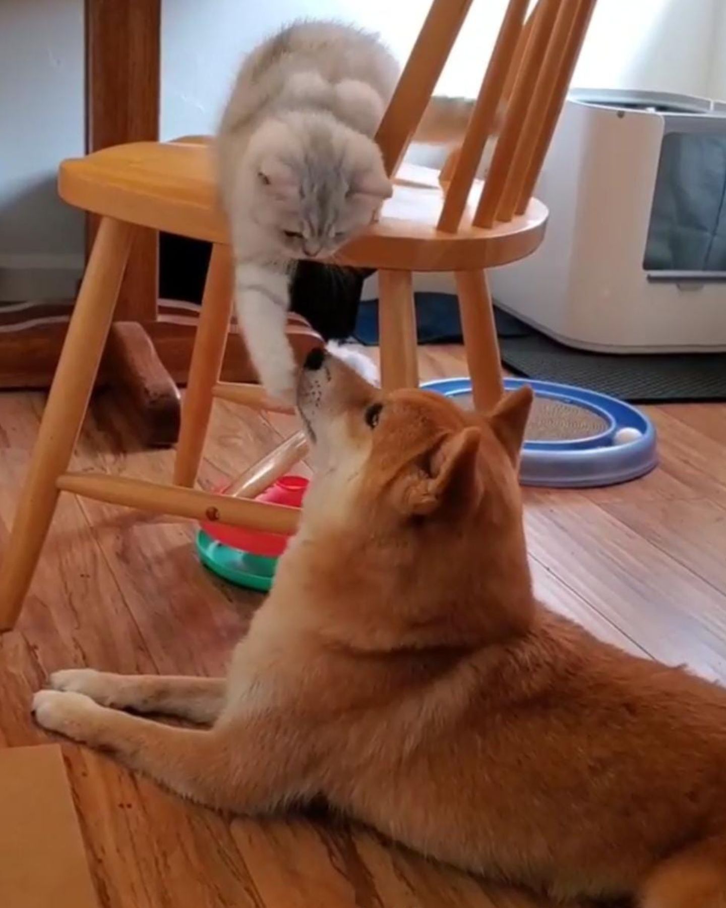 cat on chair dog on floor