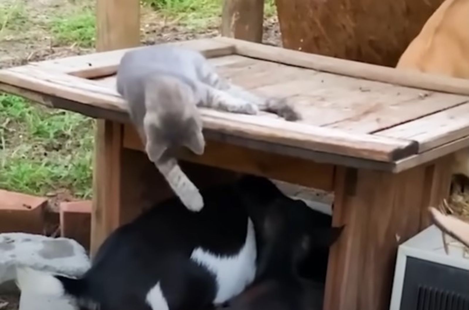 cat on farm of goats