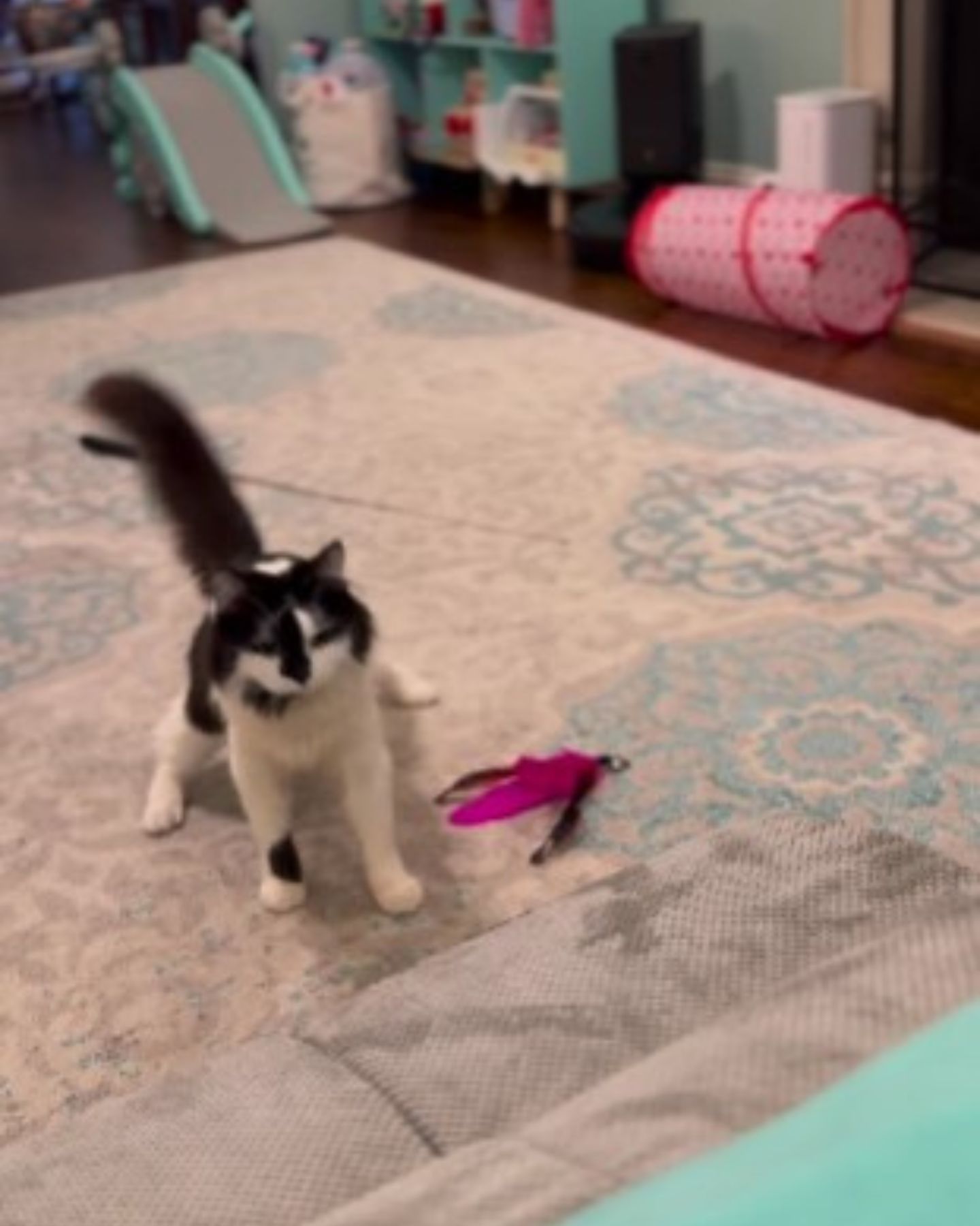 cat on living room carpet