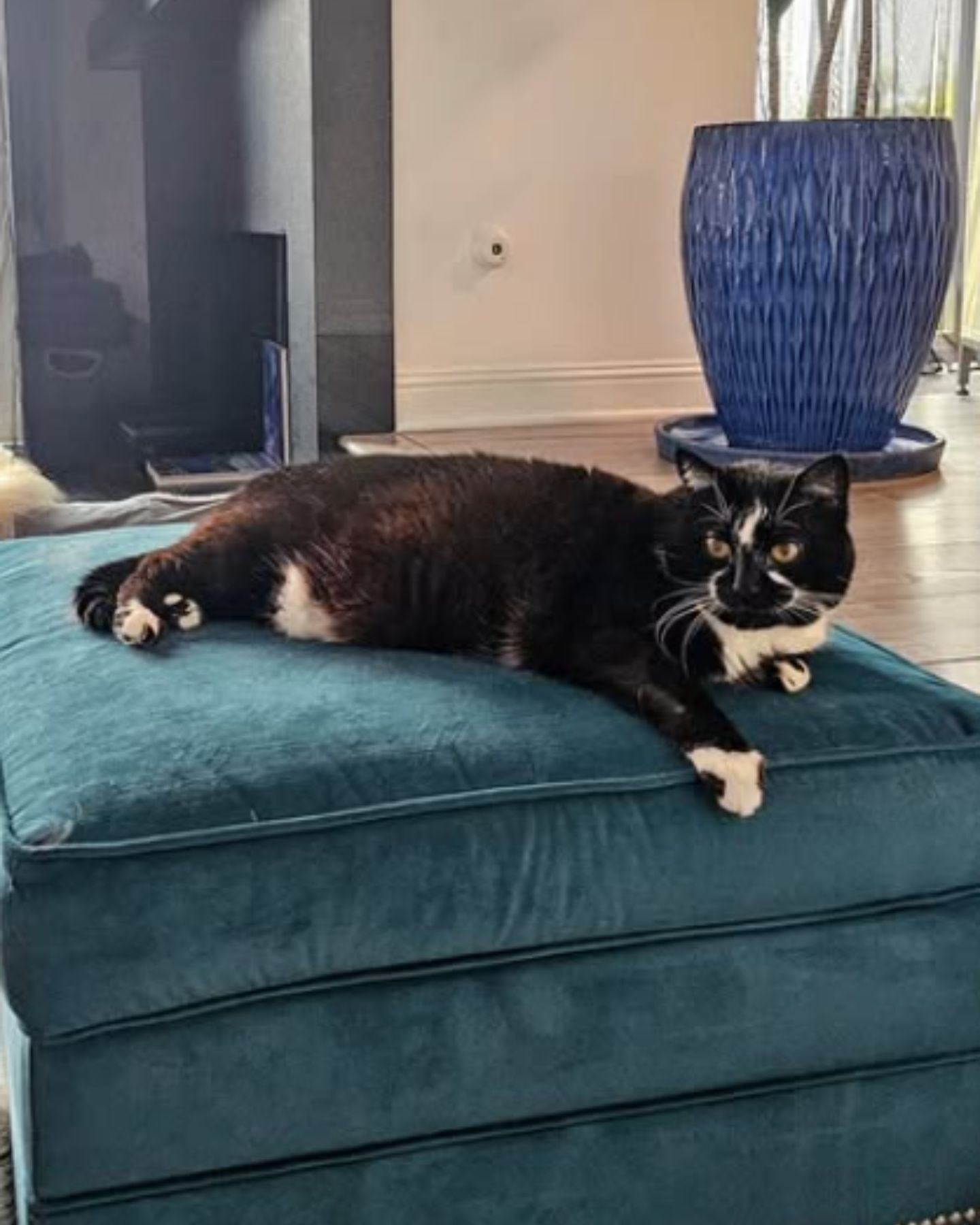 cat on ottoman