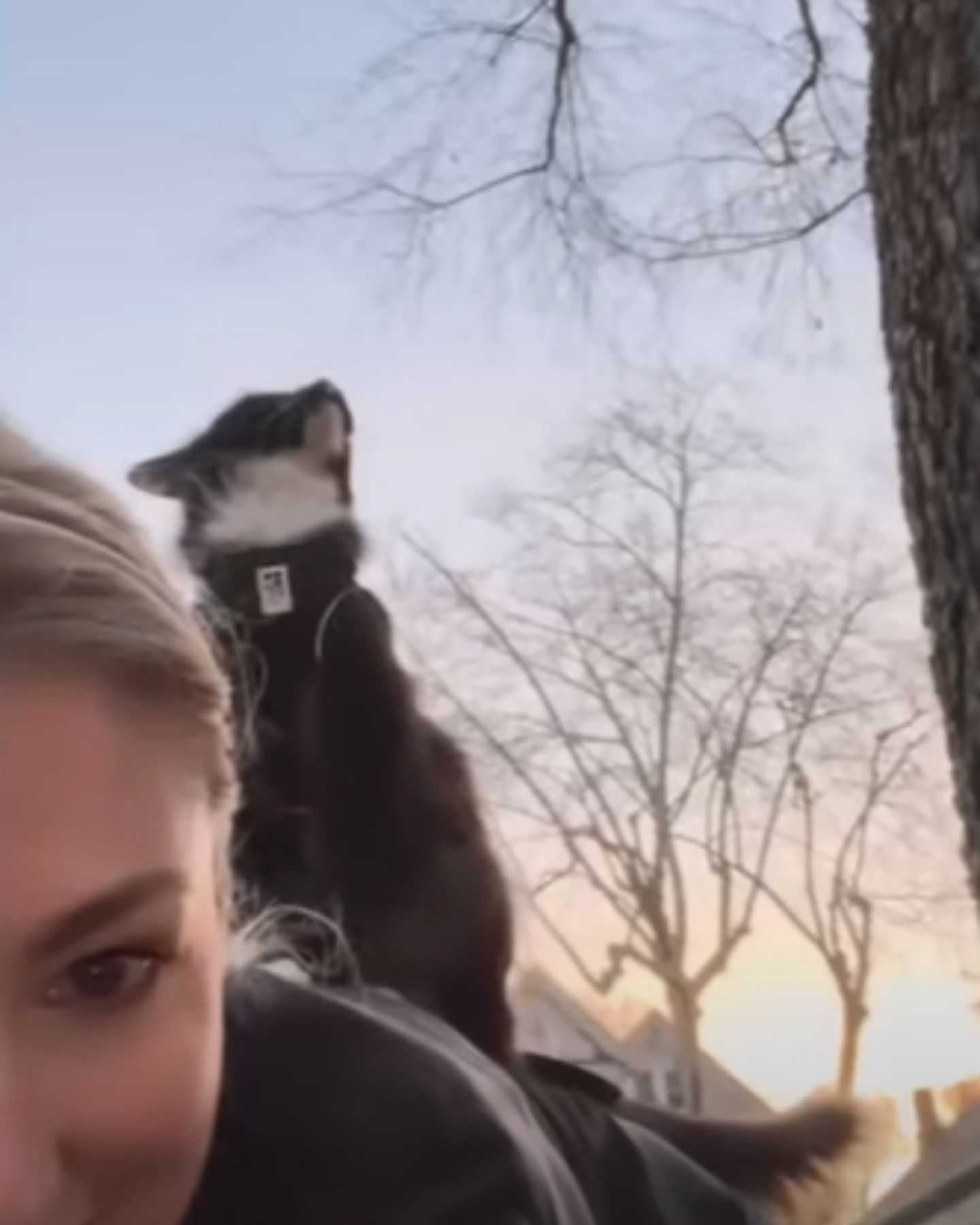 cat on owners shoulder