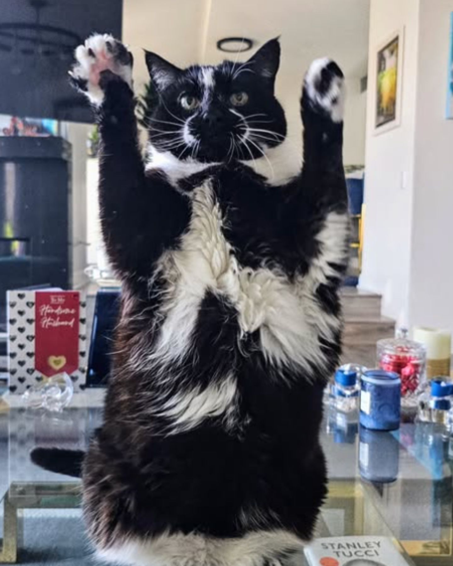 cat on table