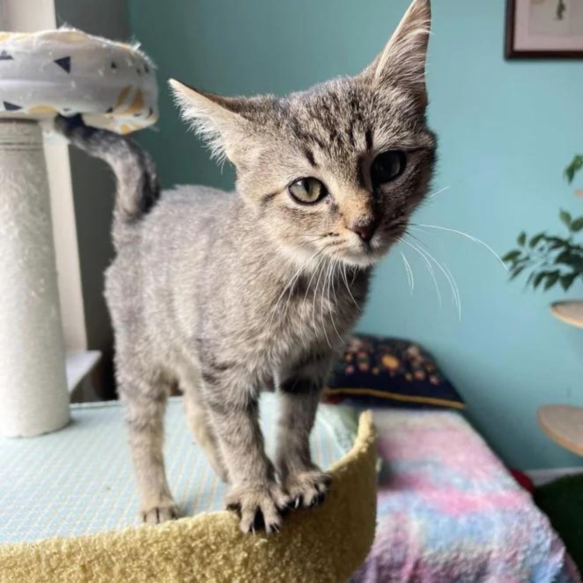 cat on table