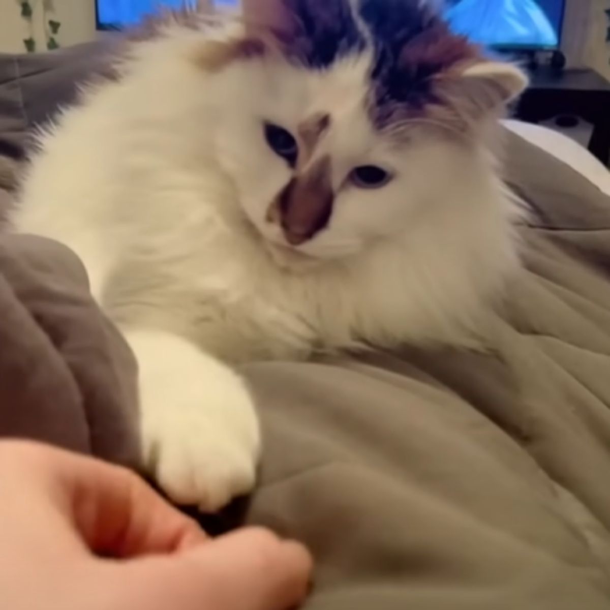 cat on the bed