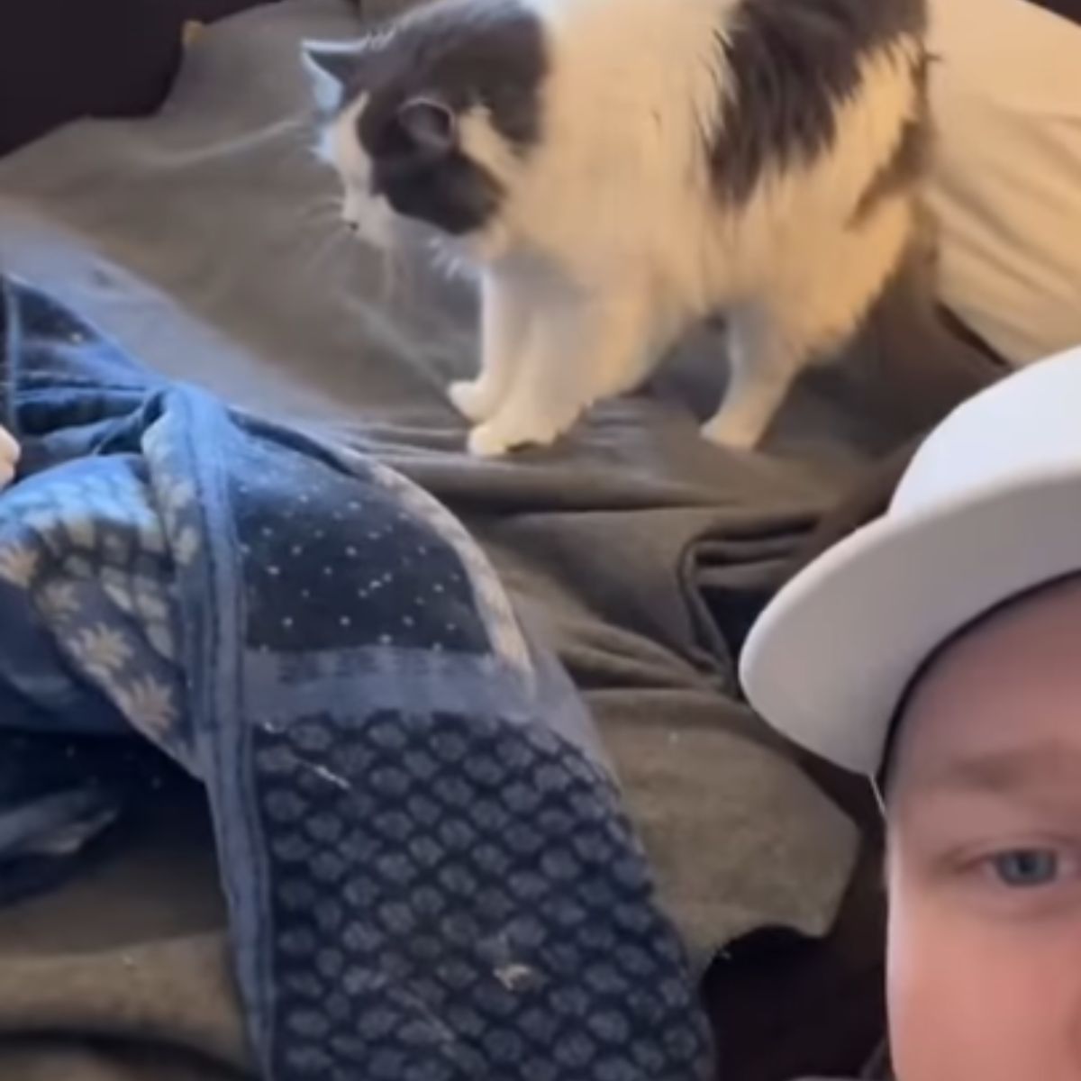 cat on the bed