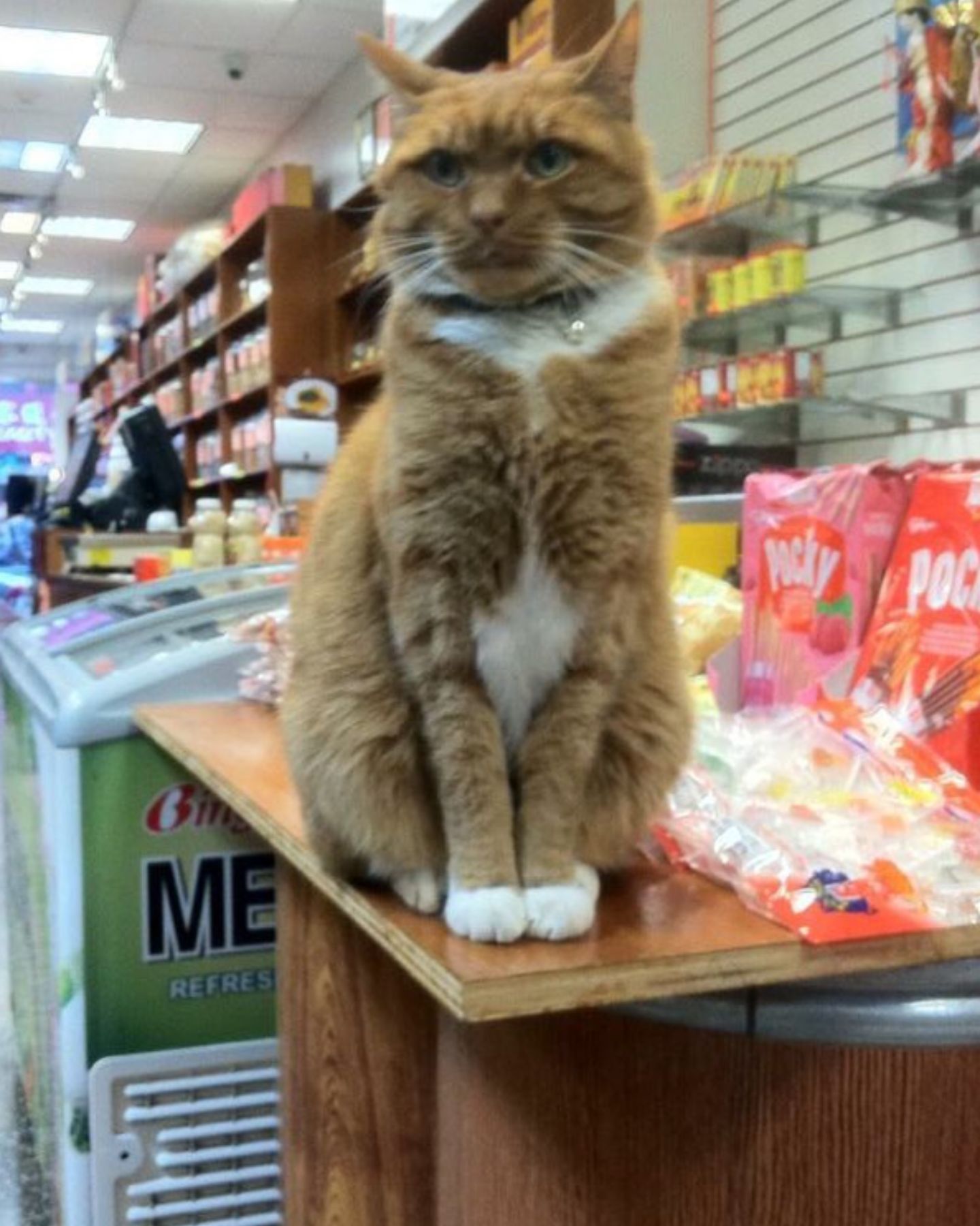 cat on the shelf in the store
