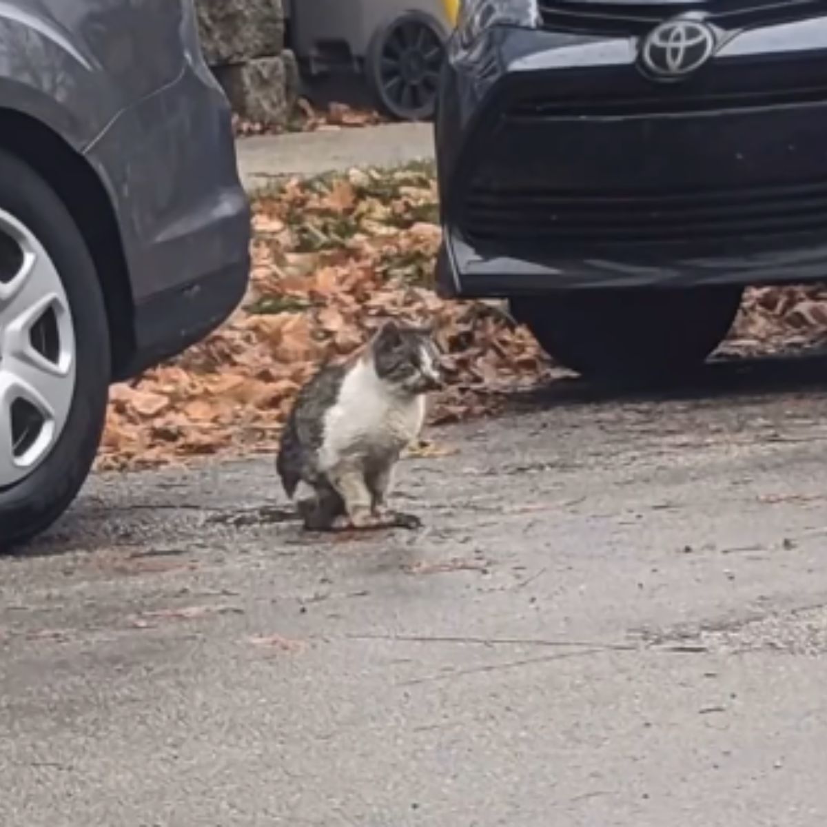 cat on the street