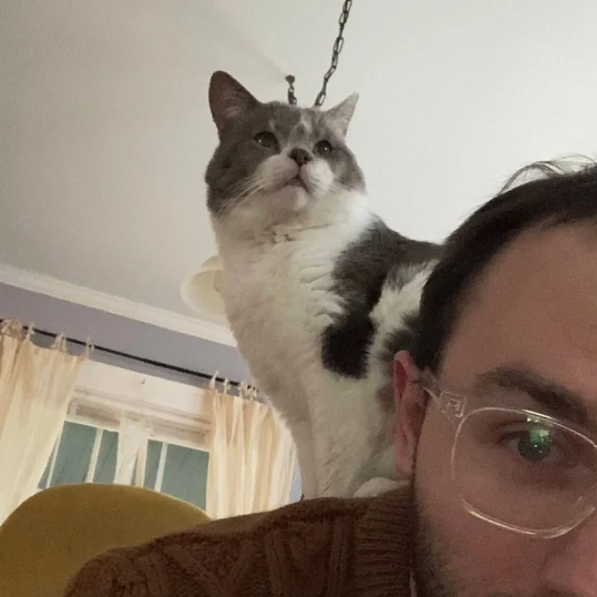 cat on woman's back