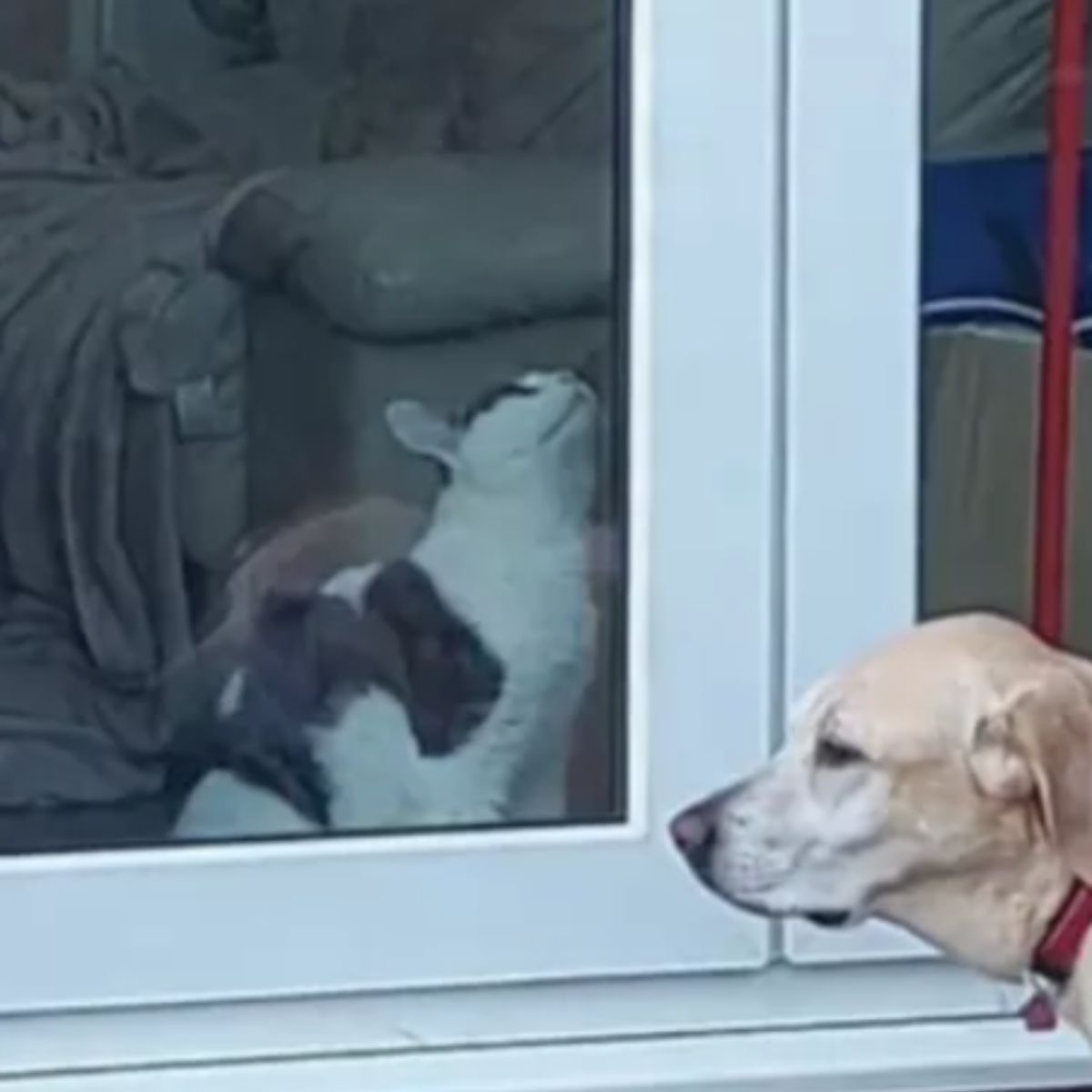 cat opening door for dog