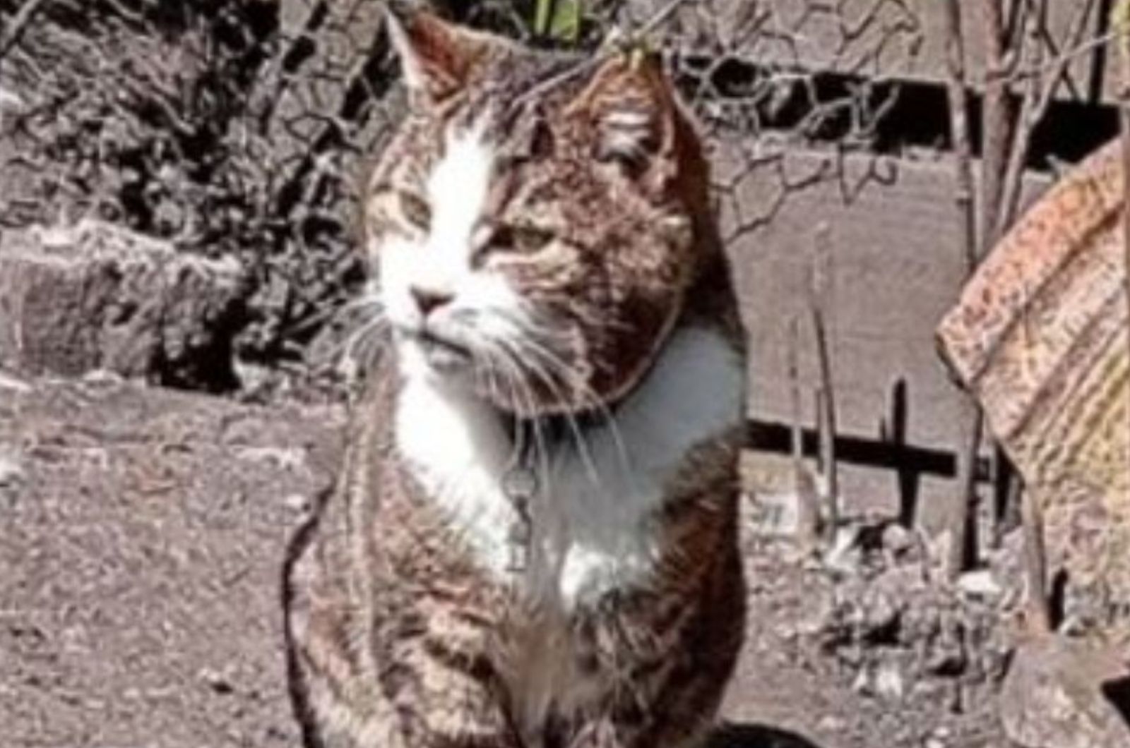 cat outdoors