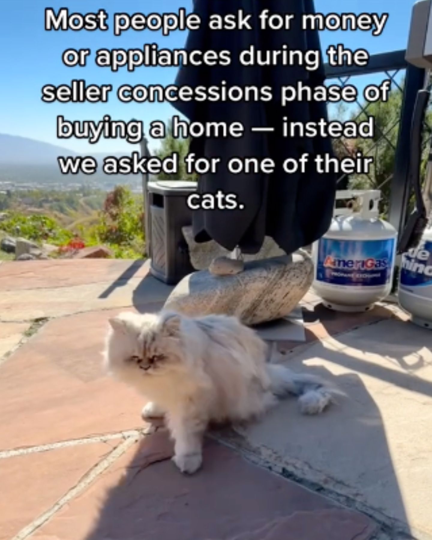 cat outdoors