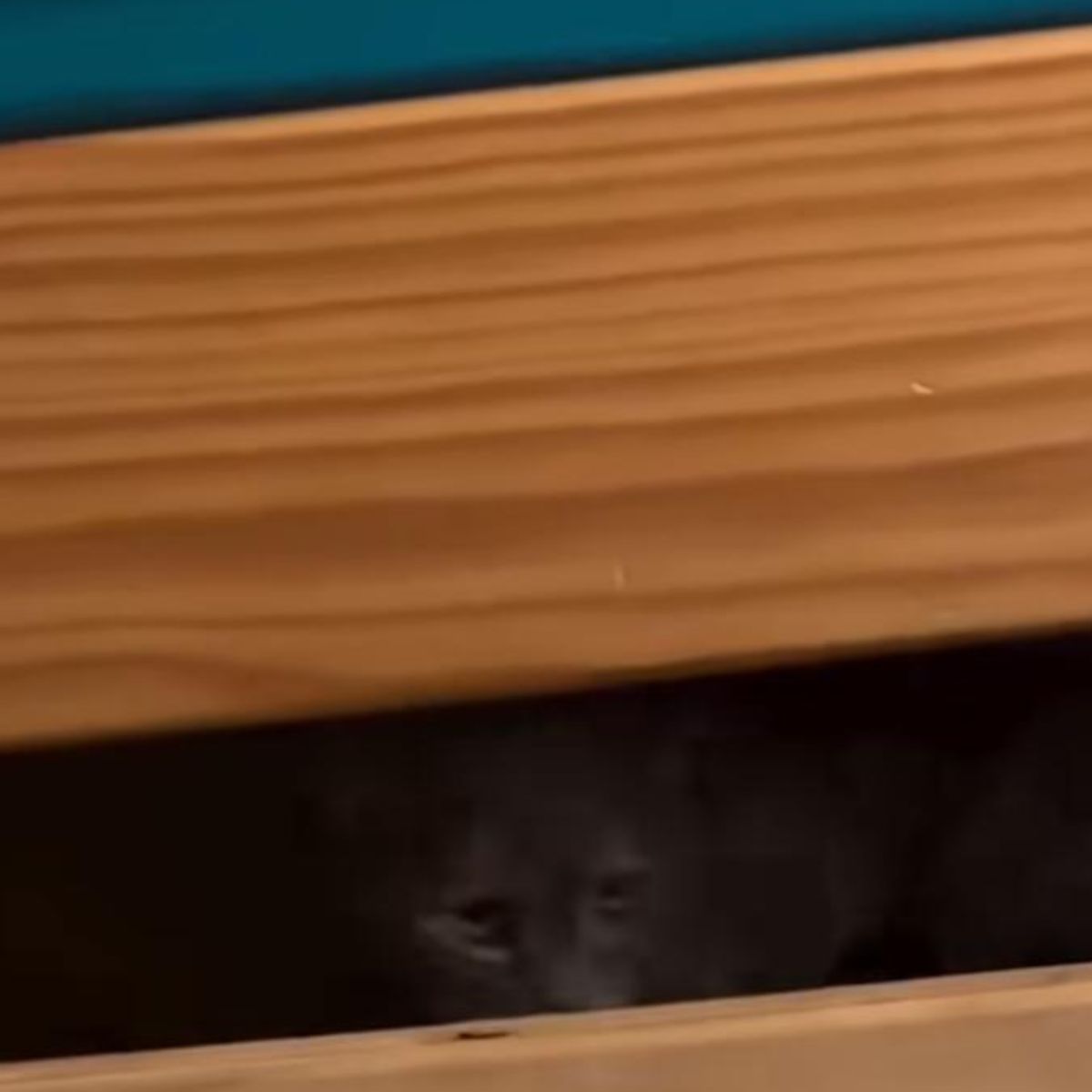 cat peeking