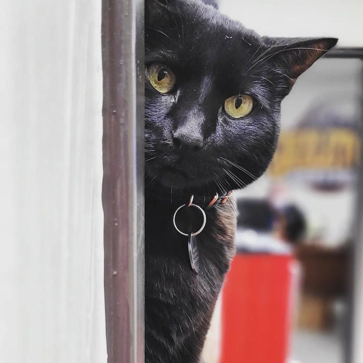 cat peeking behind a wall