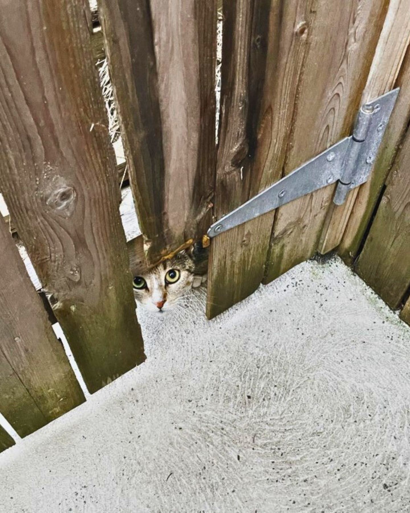 cat peeking behind the fence