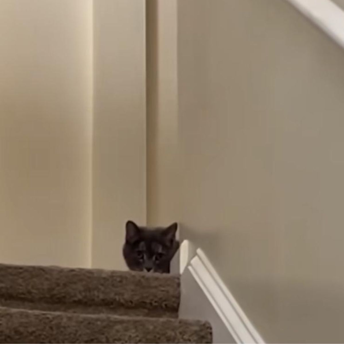 cat peeking next to the stairs