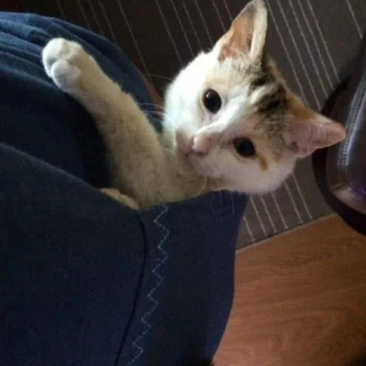 cat playing in a shirt
