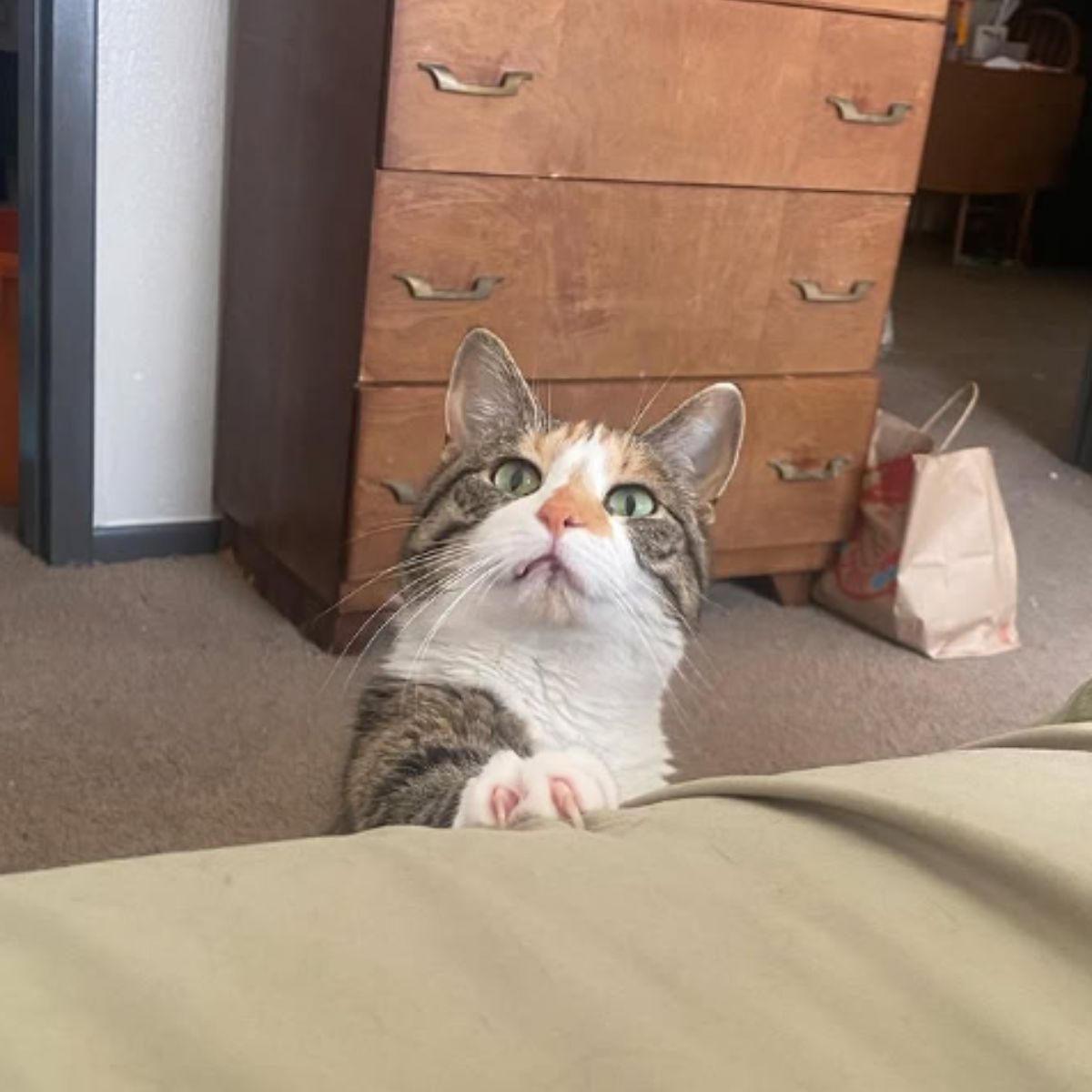 cat reaching the bed