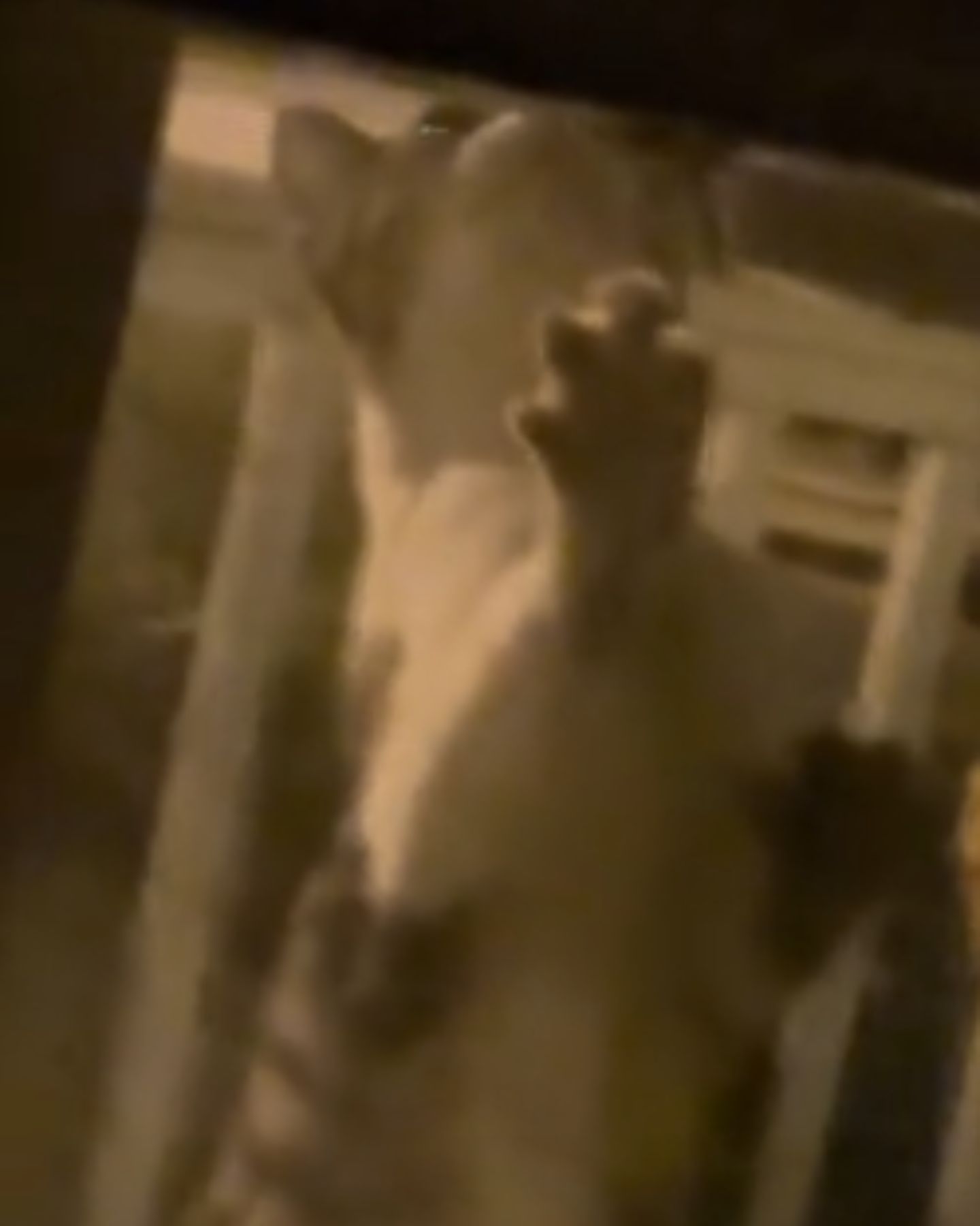 cat reaching up