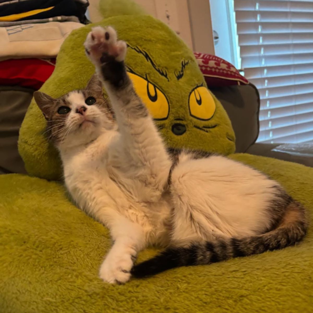 cat reaching with its paw