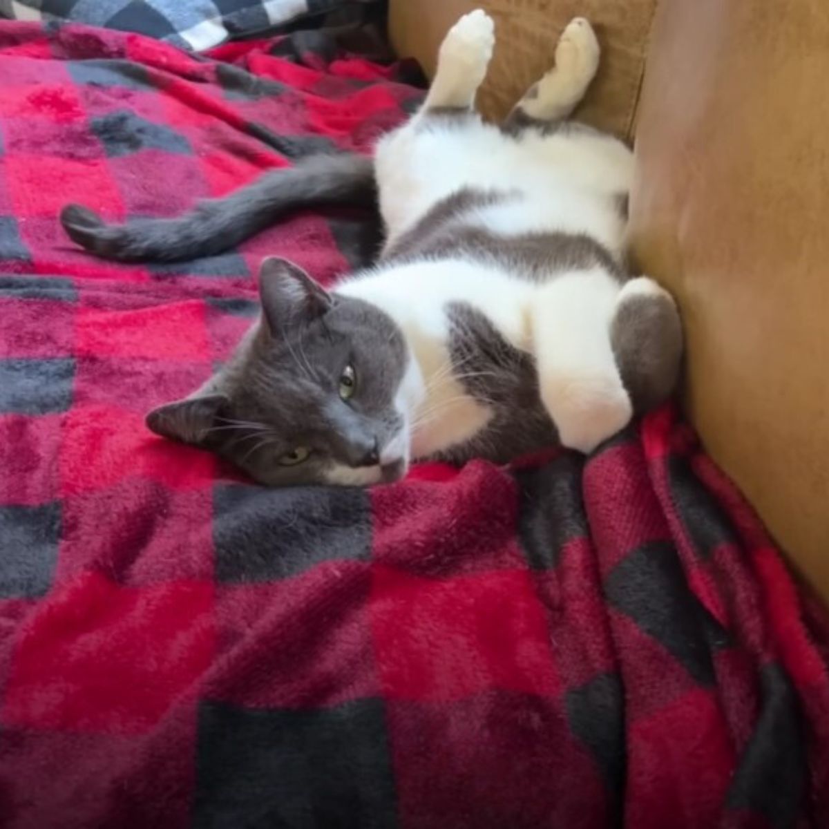 cat relaxing