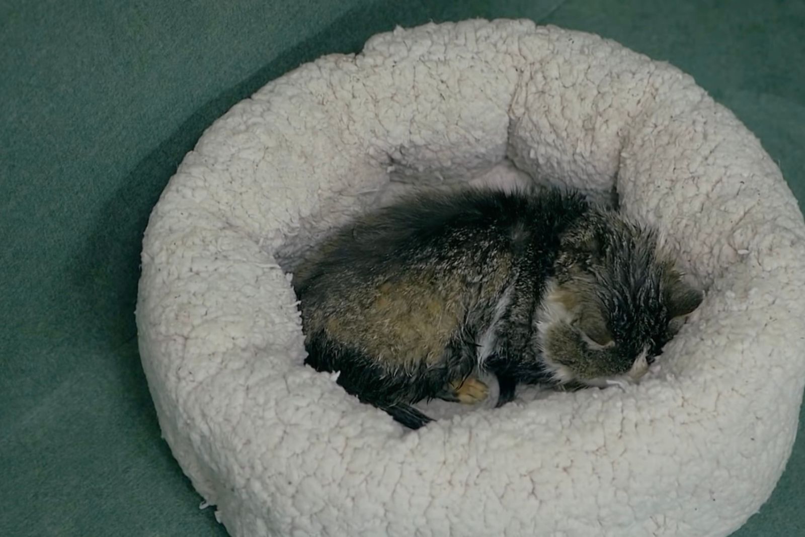 a cat in a cat pillow