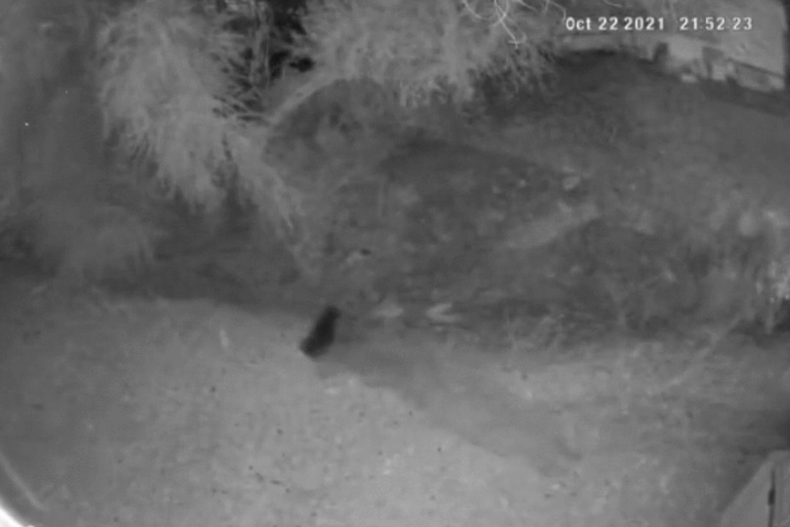 cat scaring the coyote