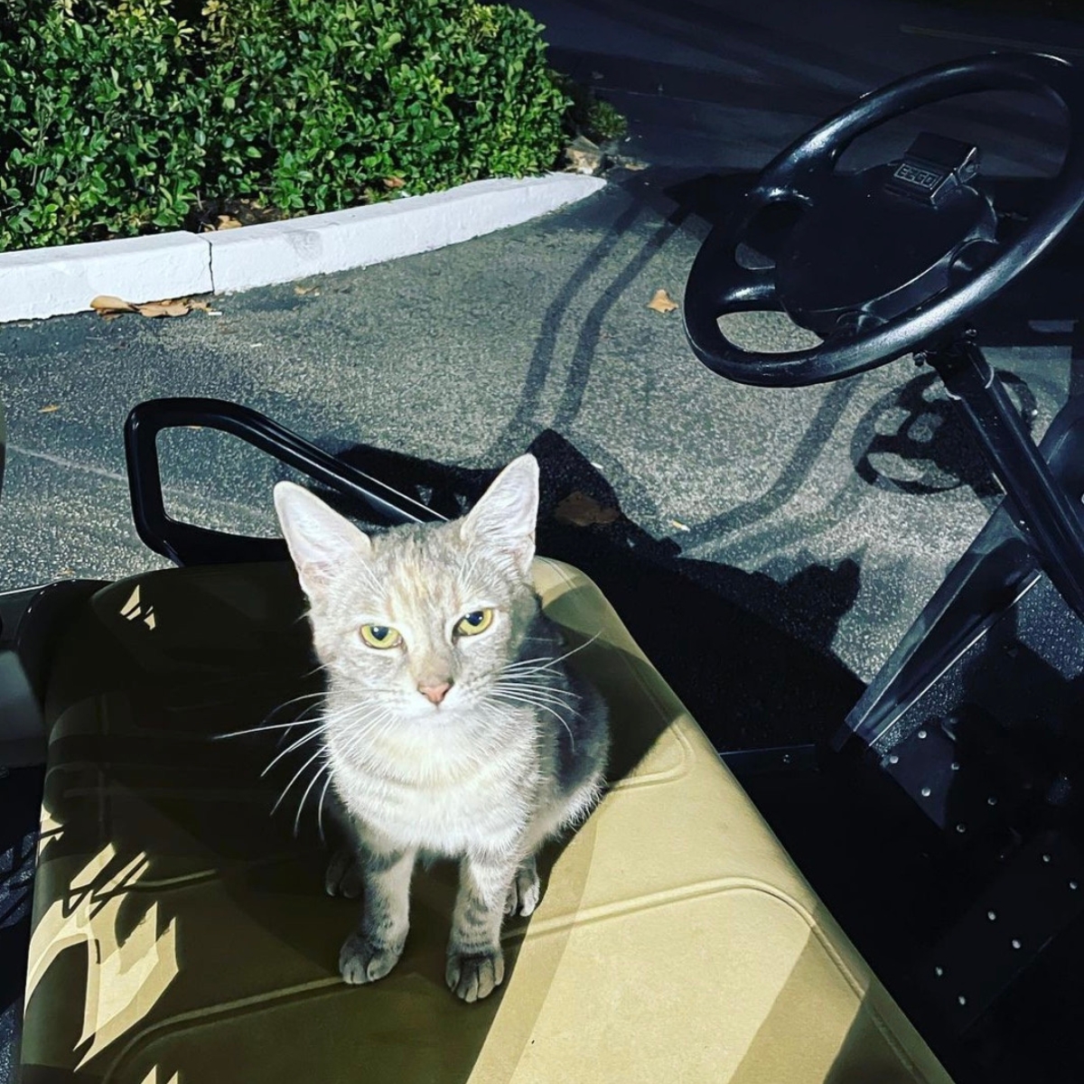 cat sitting on drivers seat