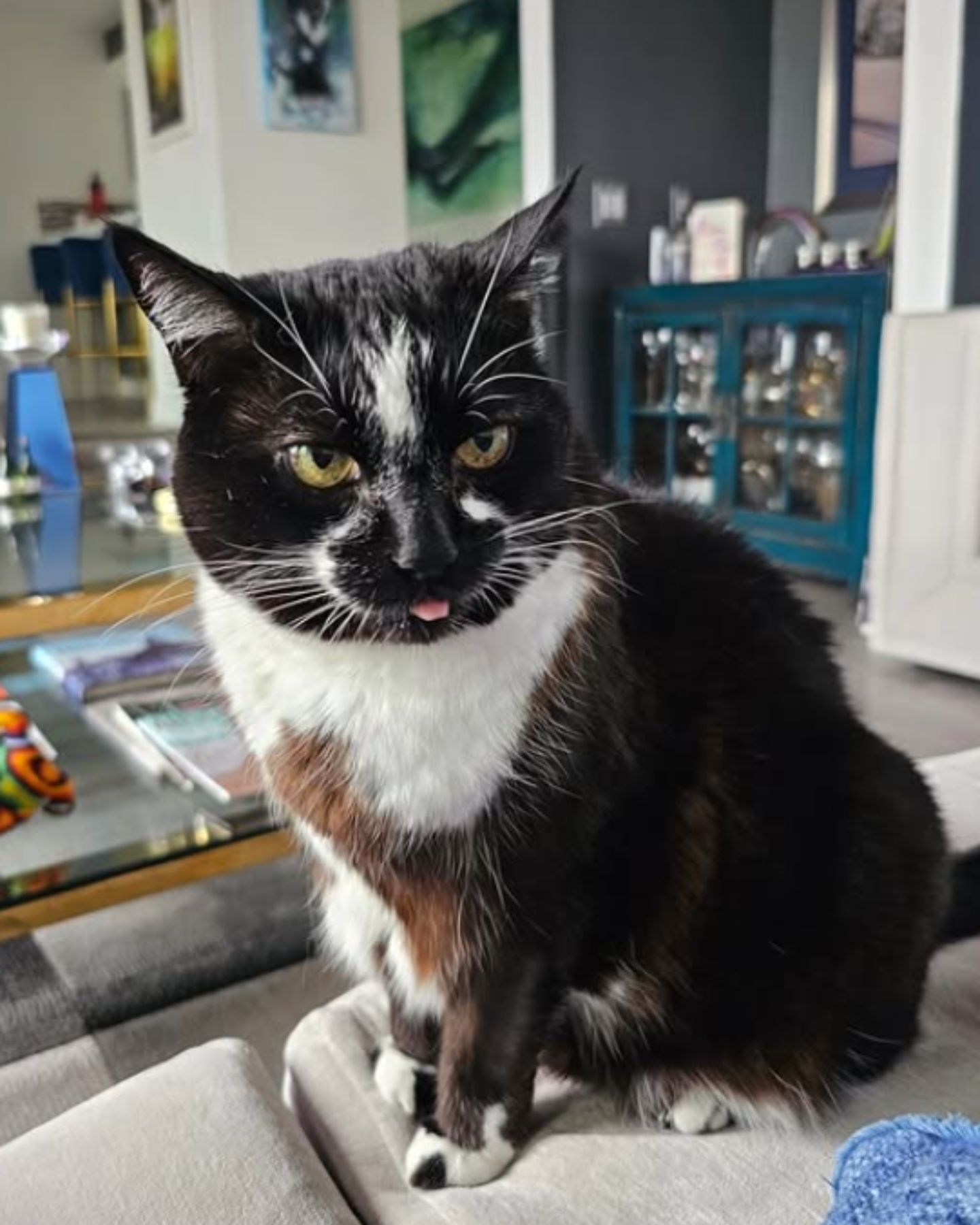cat sitting