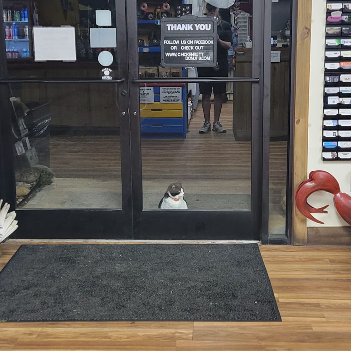 cat sitting by the door