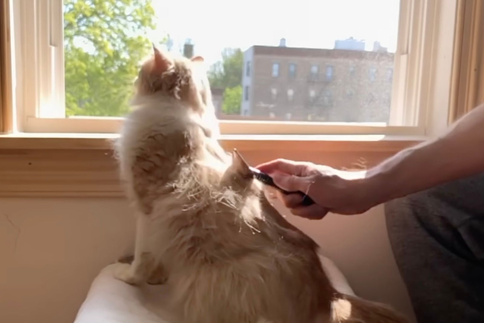 cat sitting by the window