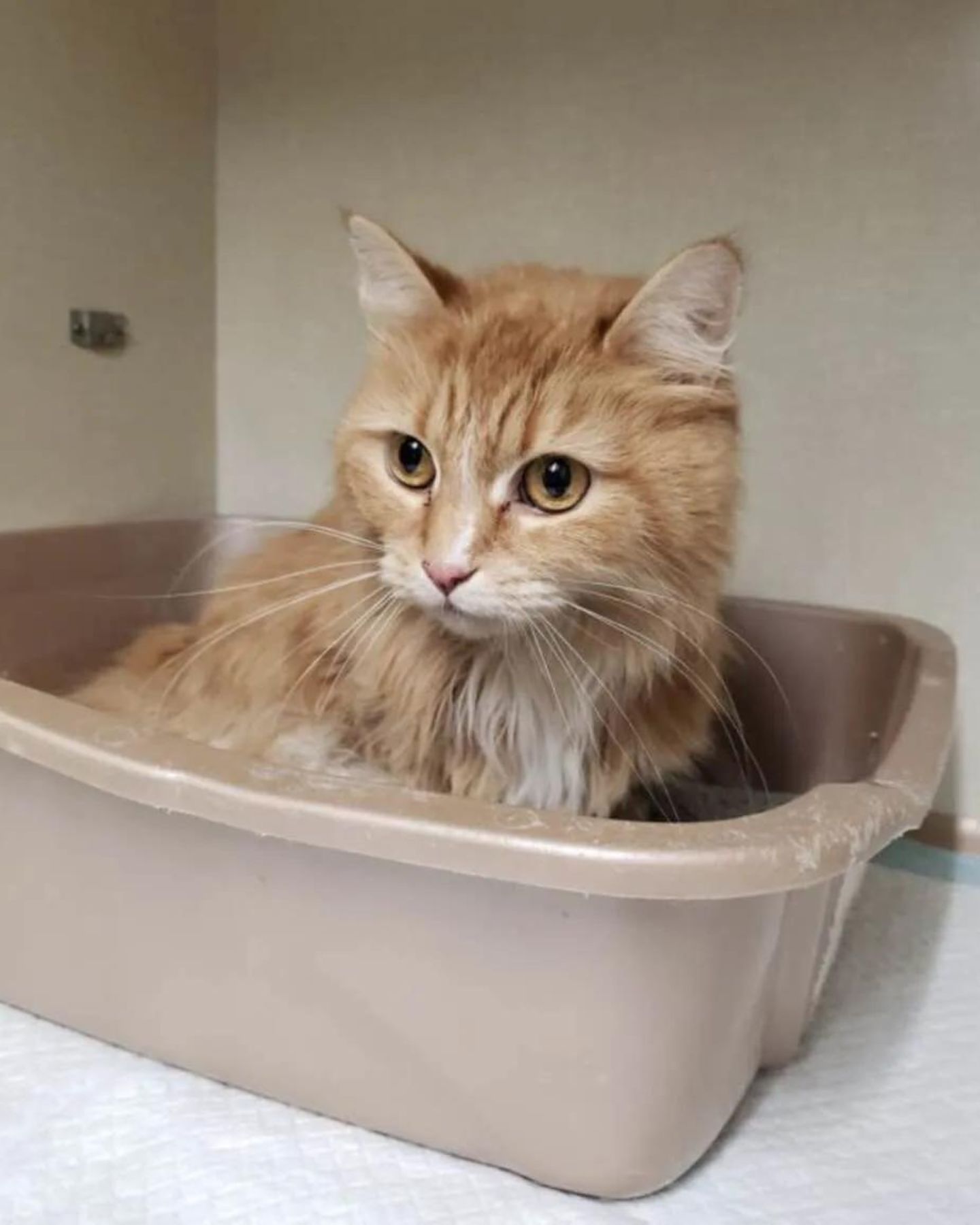 cat sitting in a box