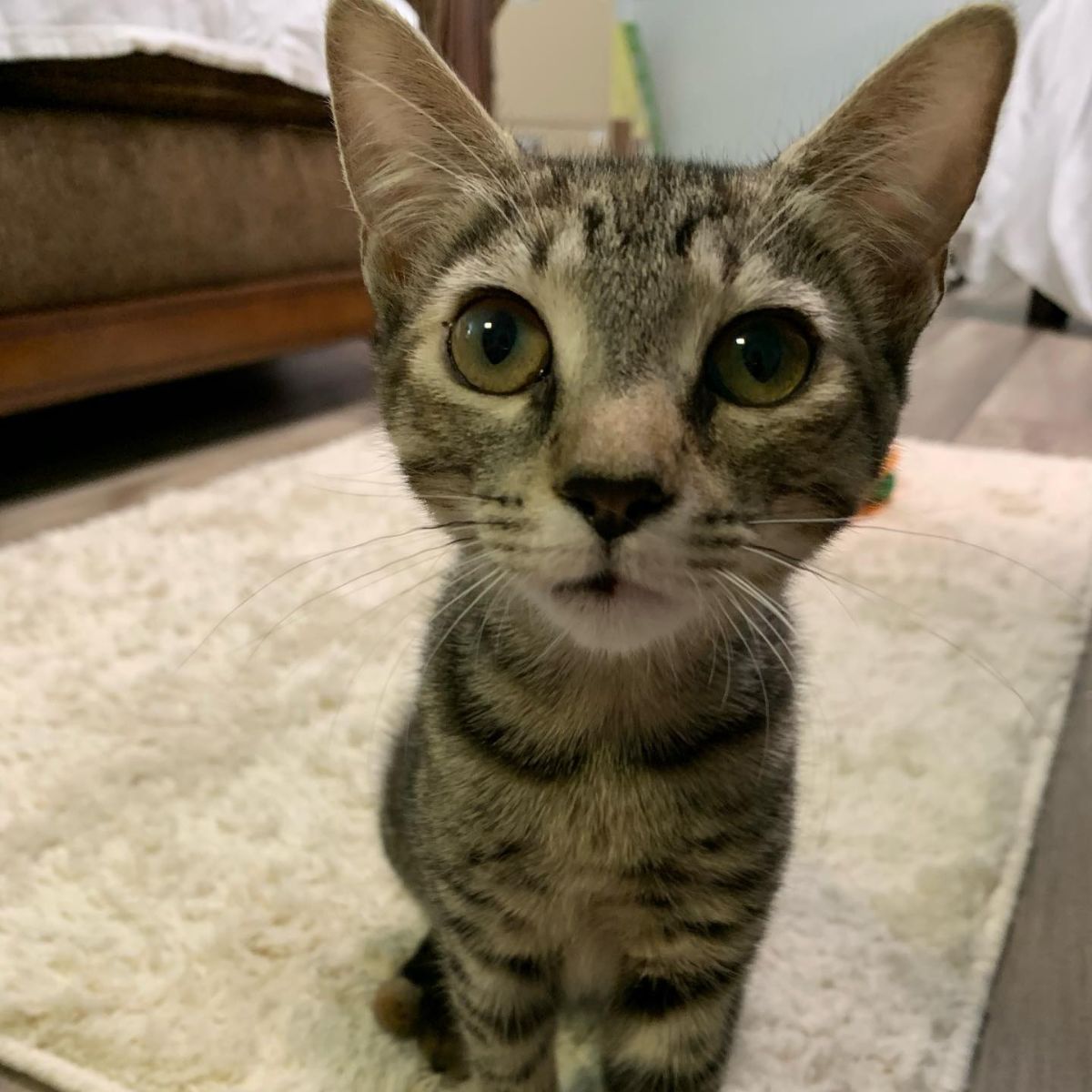 cat sitting in front of the camera