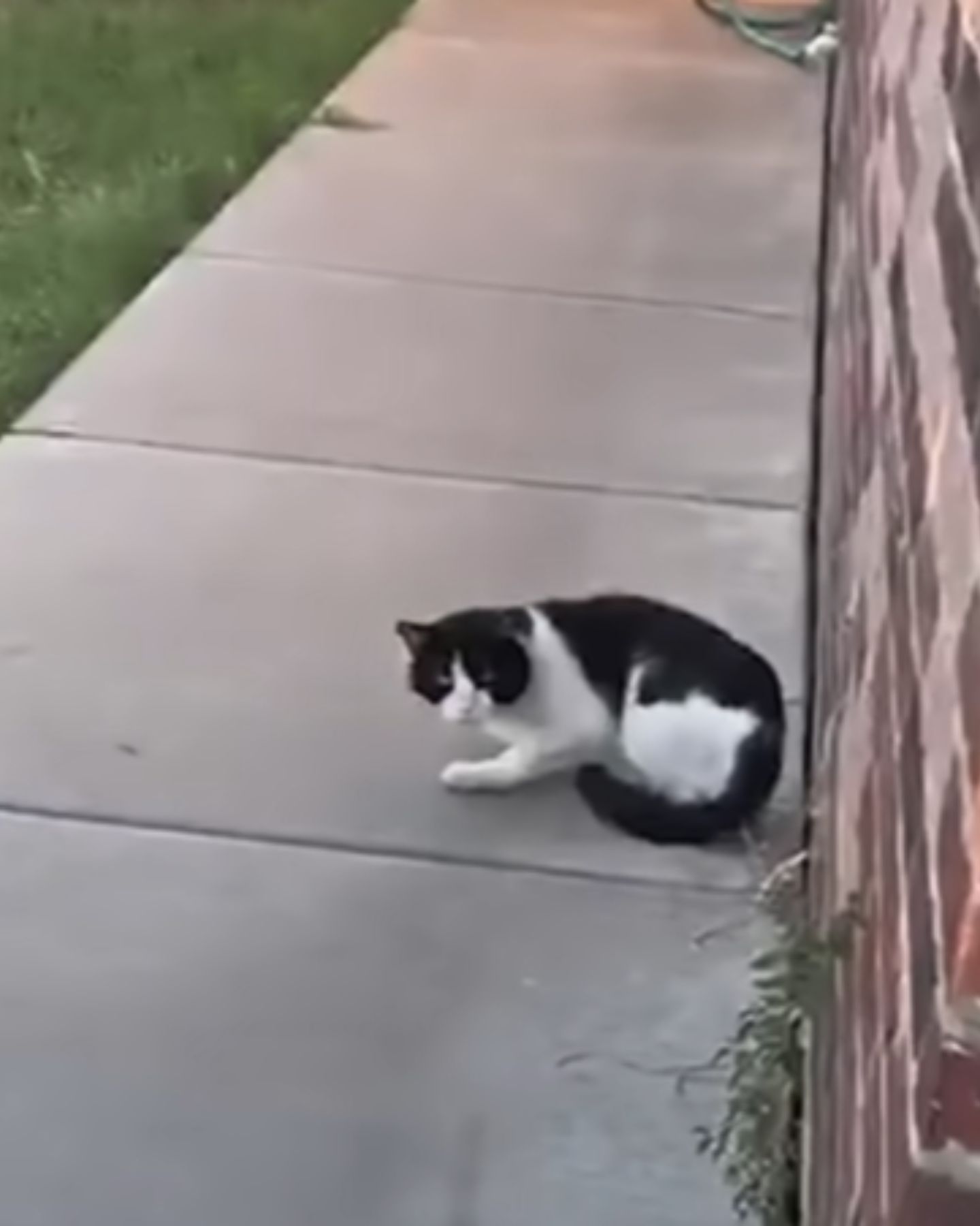 cat sitting in front of the house