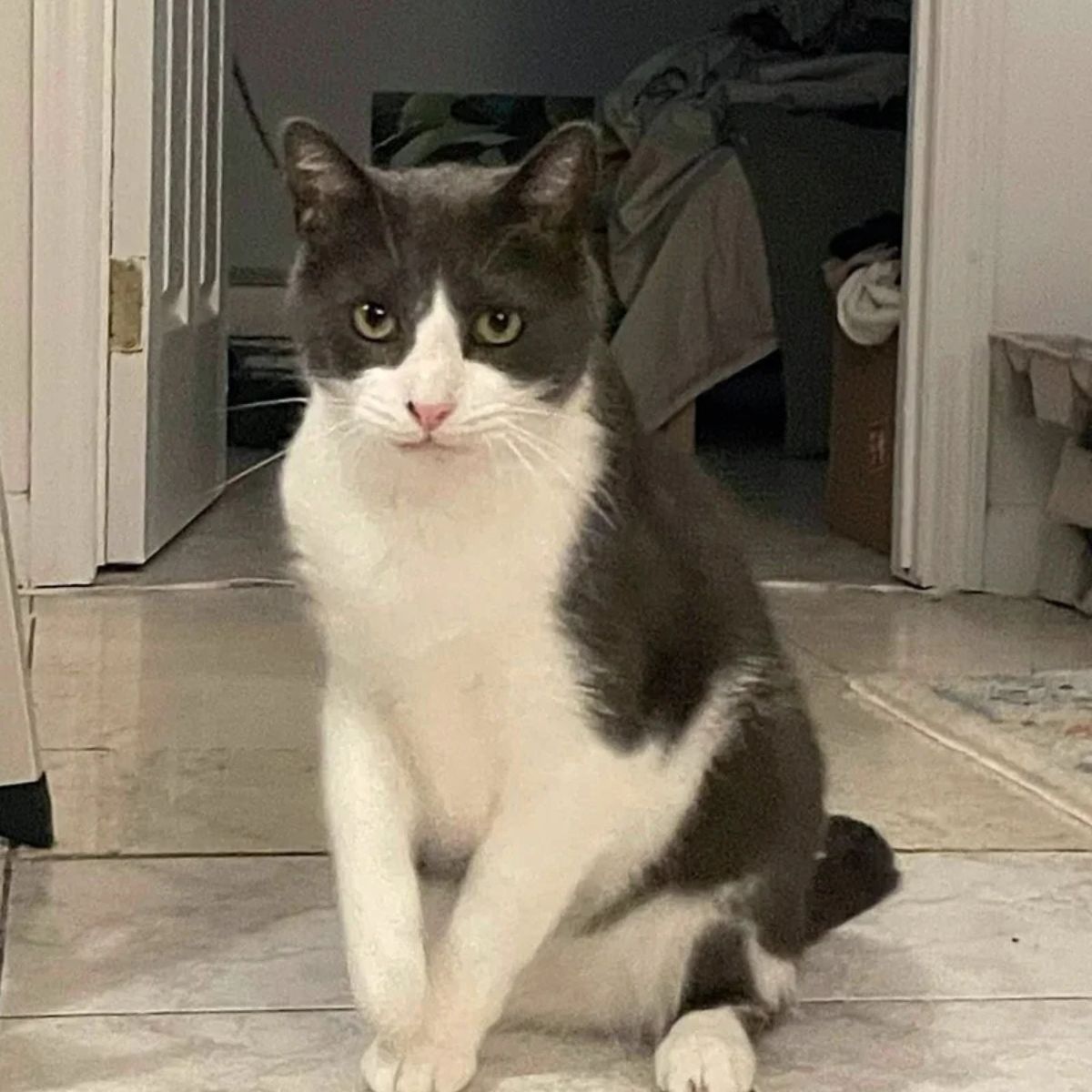cat sitting in the hallway