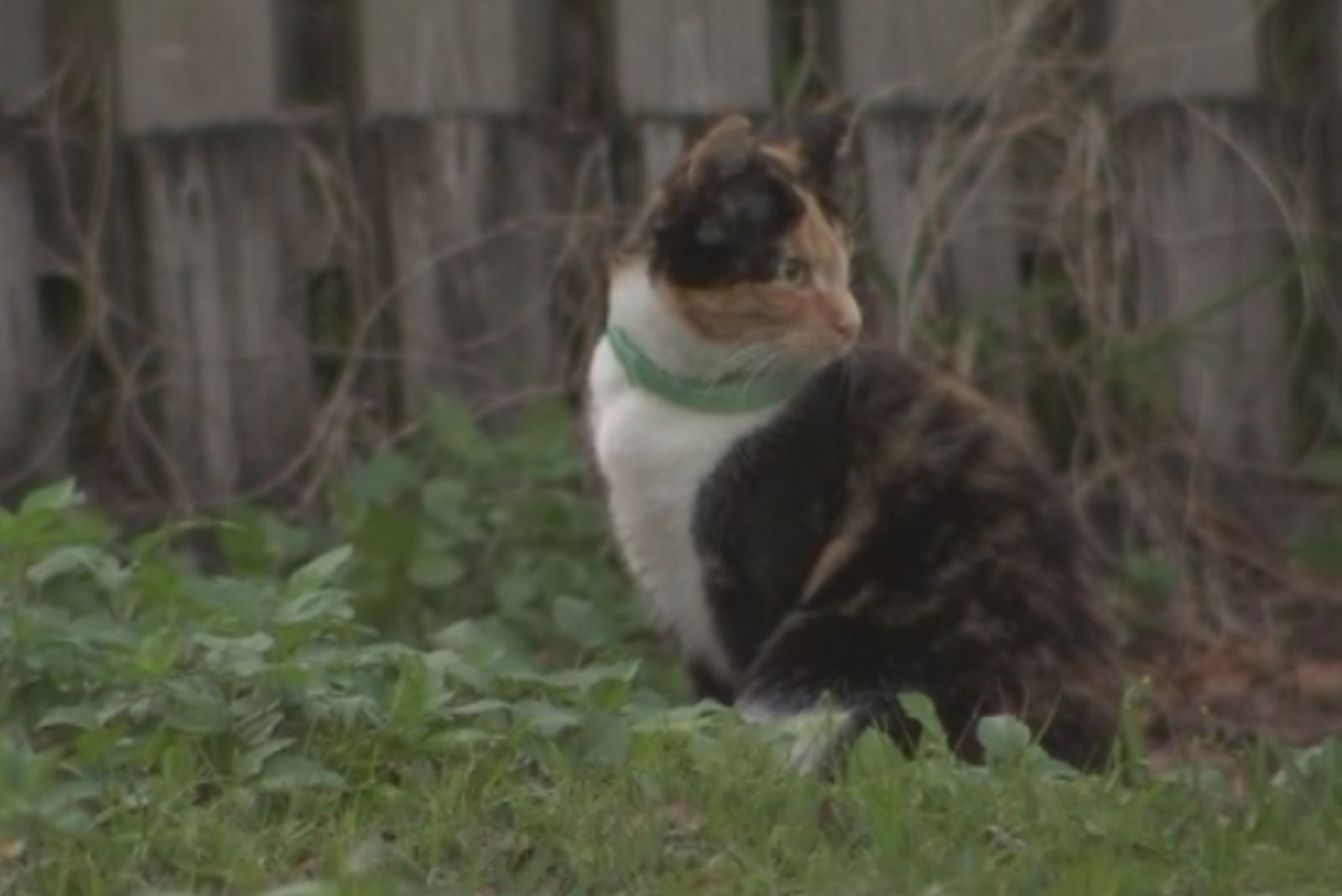 cat sitting in the yard
