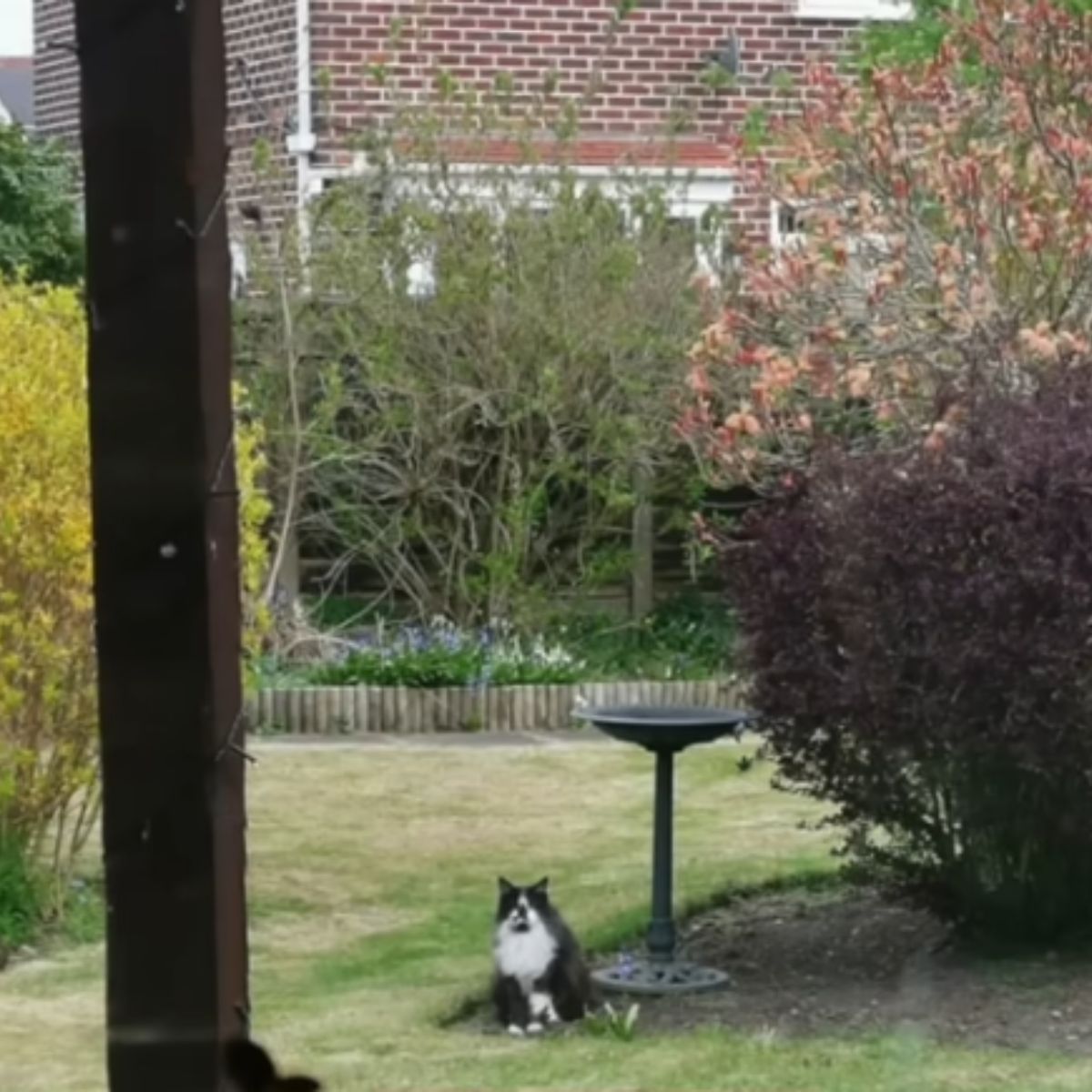 cat sitting in the yard