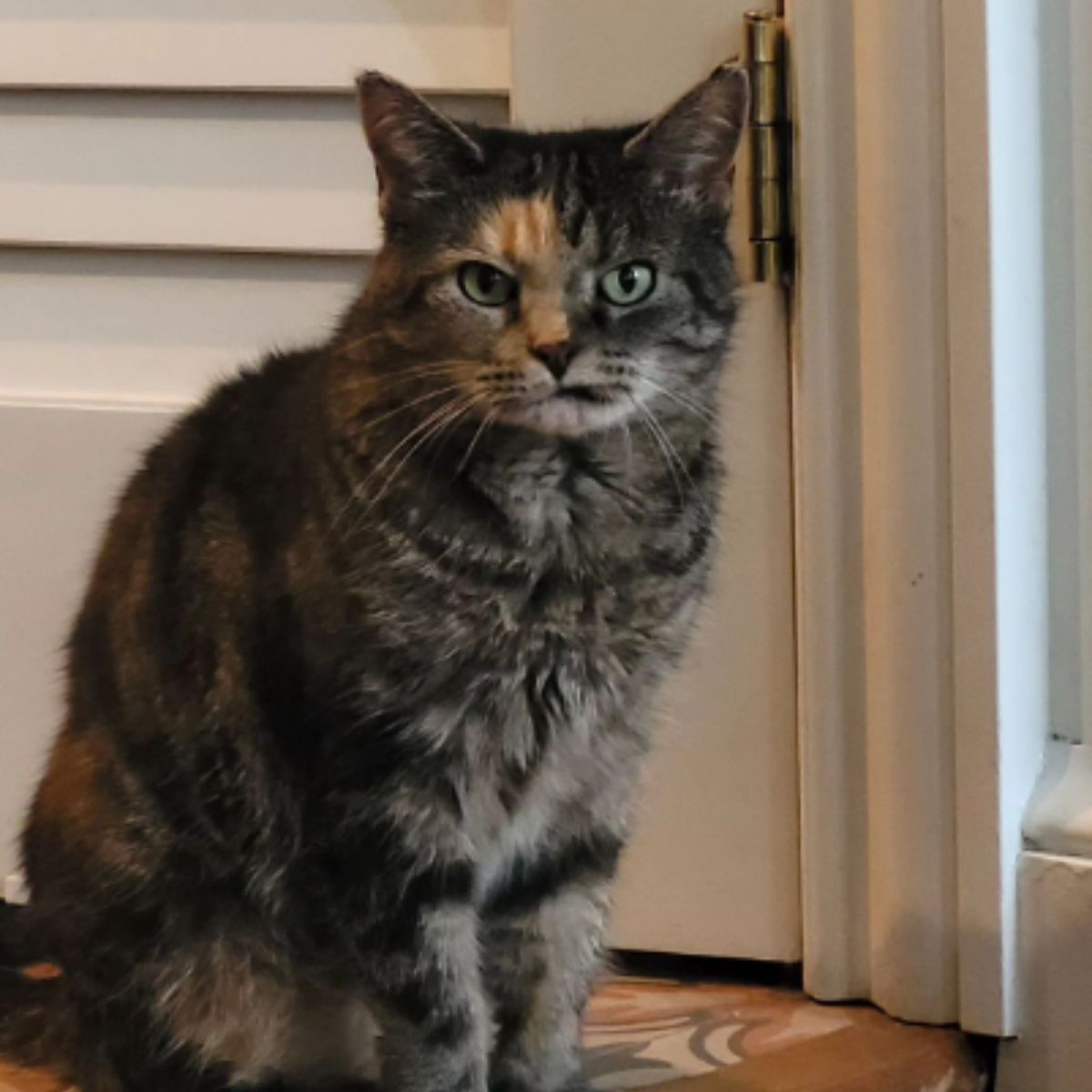 cat sitting indoors