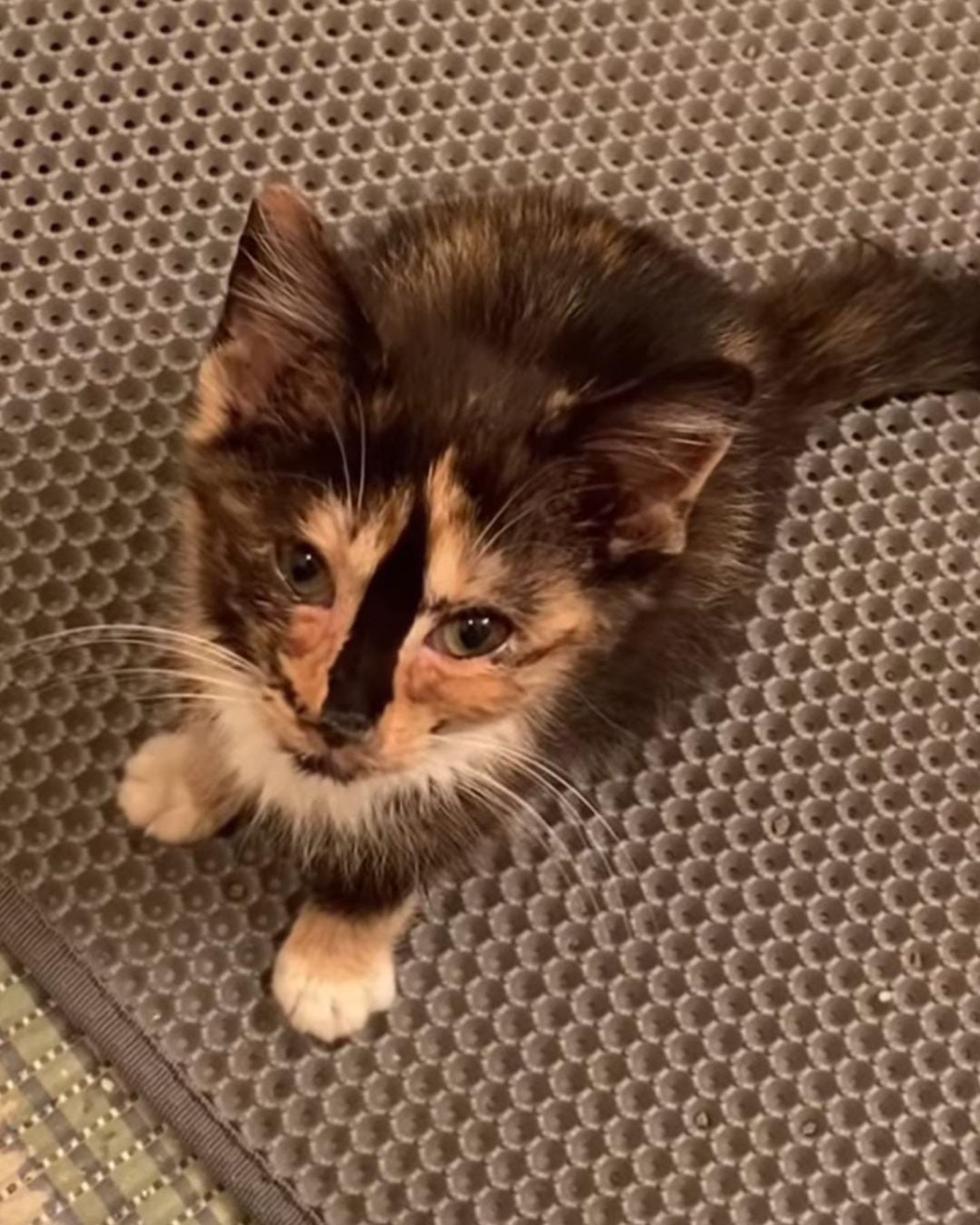 cat sitting looking up