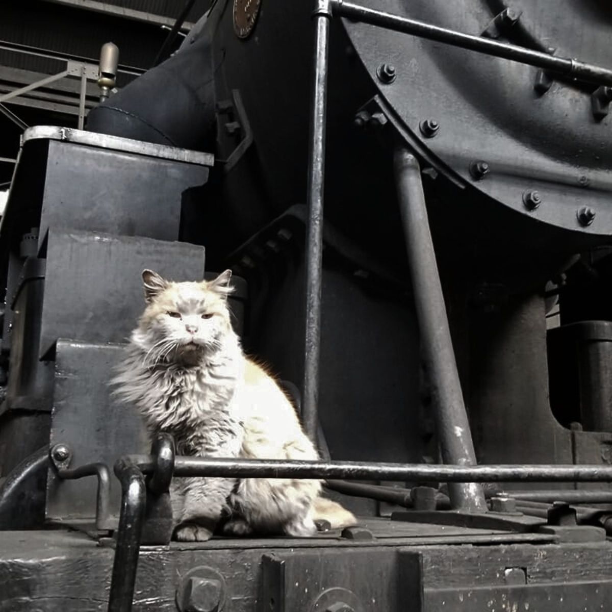cat sitting next to old train