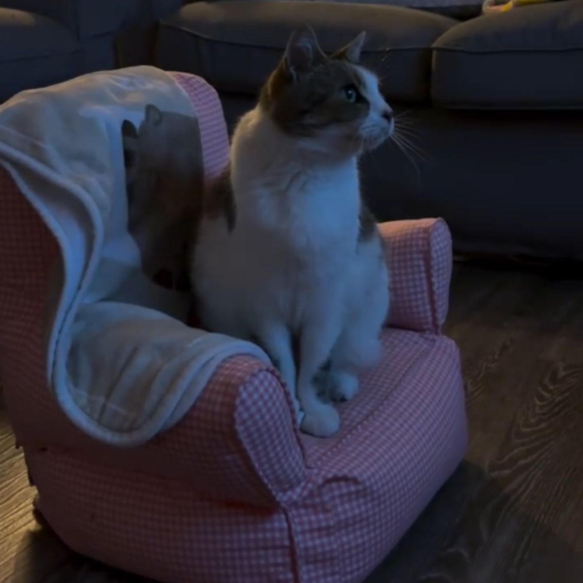 cat sitting on a chiar in dark