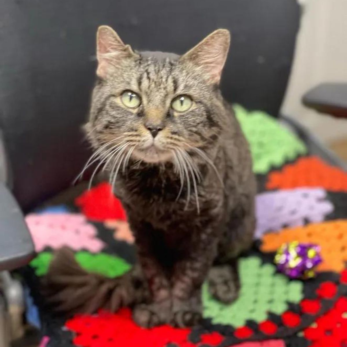 cat sitting on a colorful chair