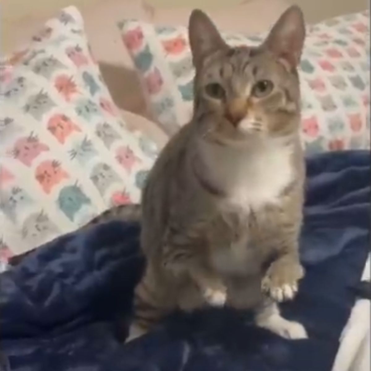 cat sitting on back legs