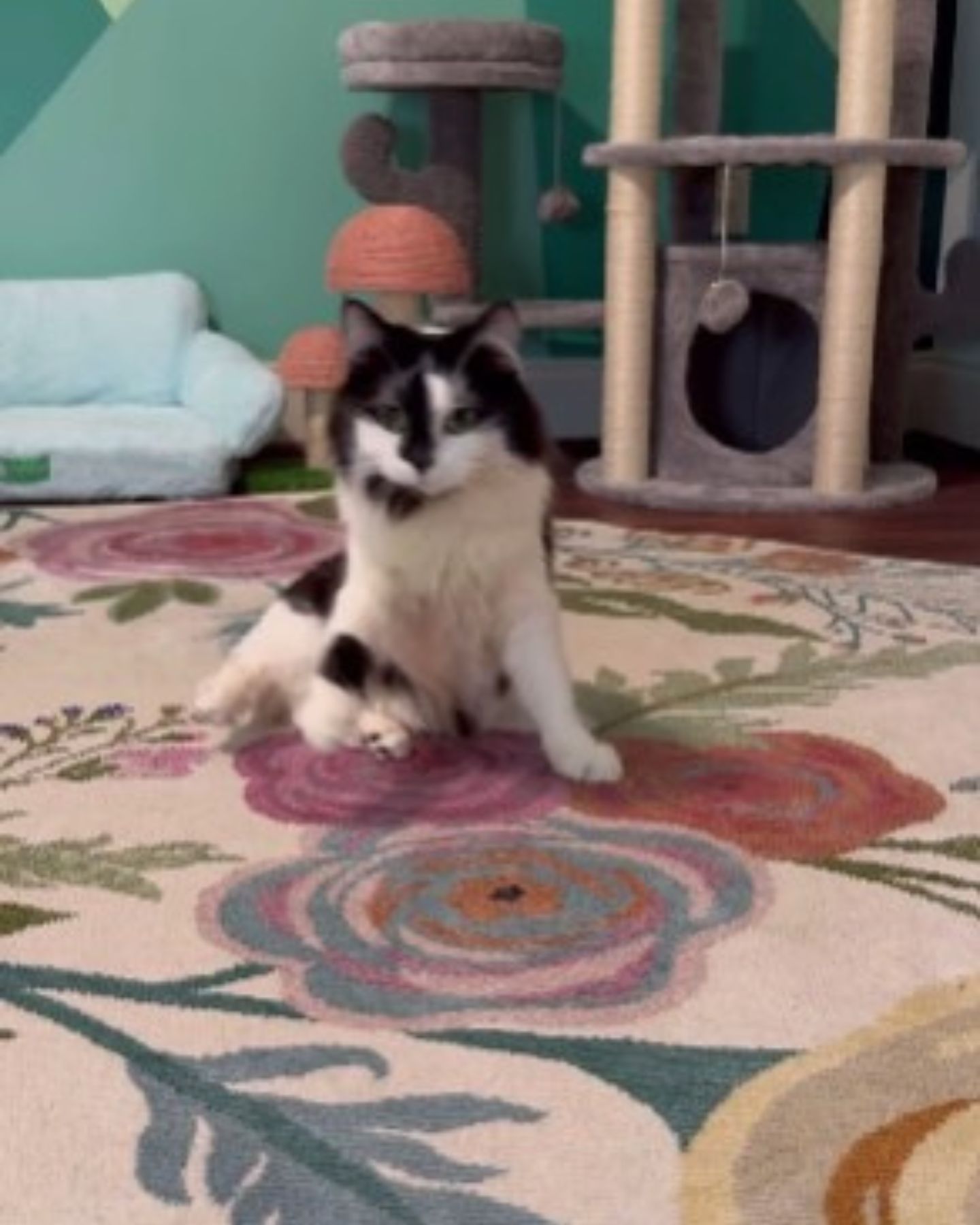 cat sitting on carpet