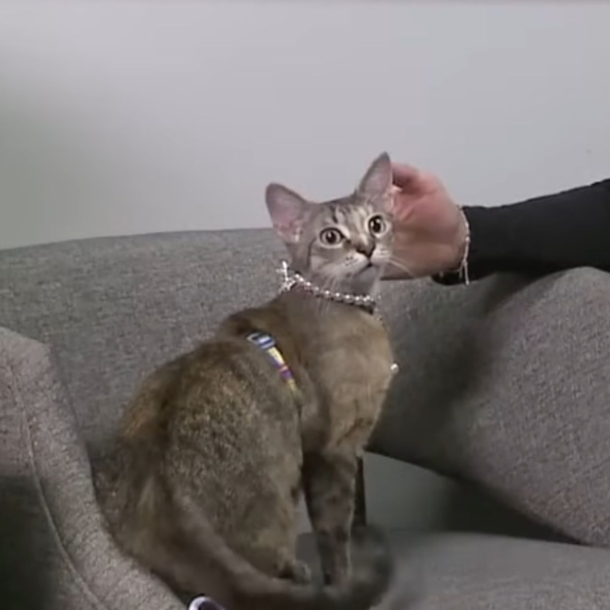 cat sitting on couch