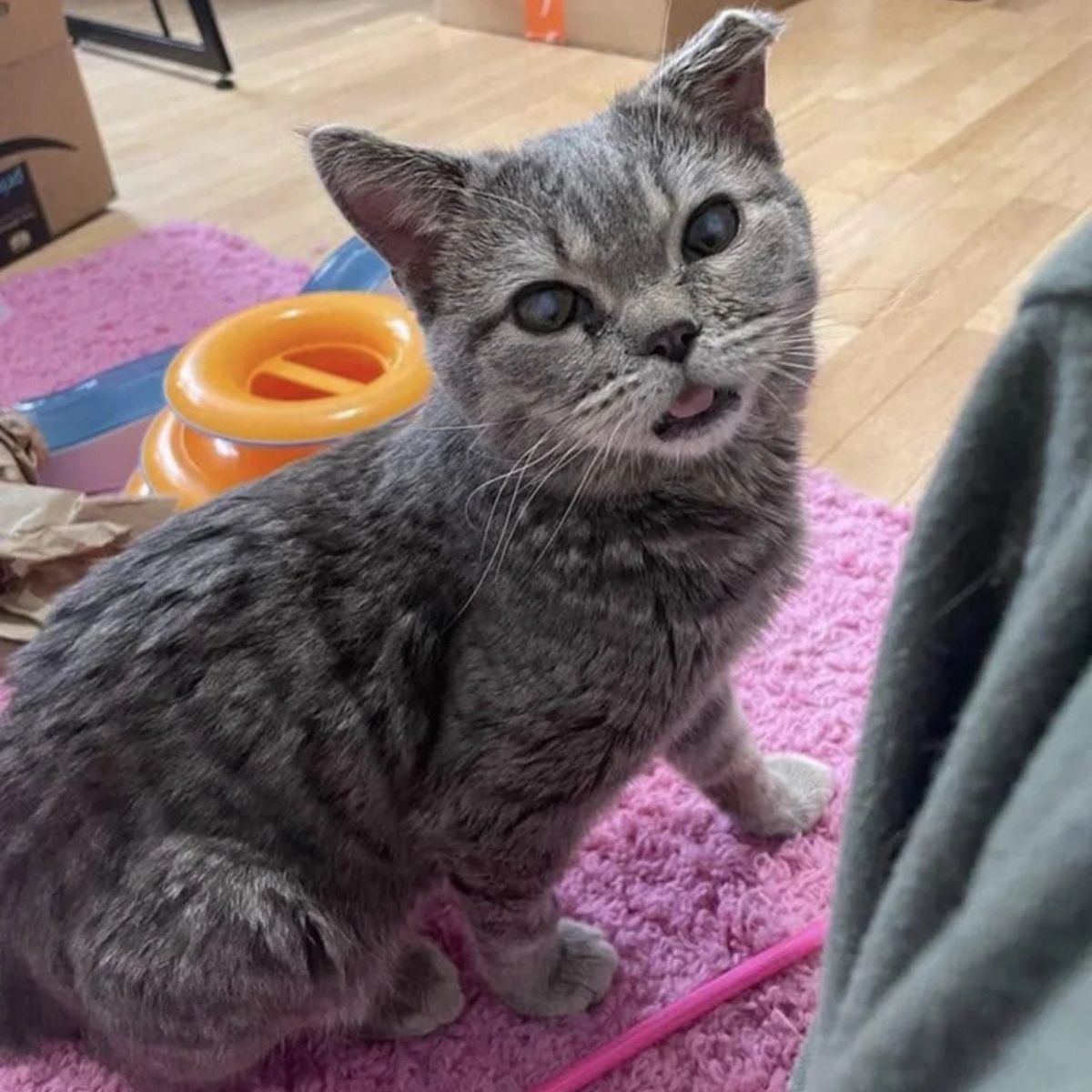 cat sitting on purple rug