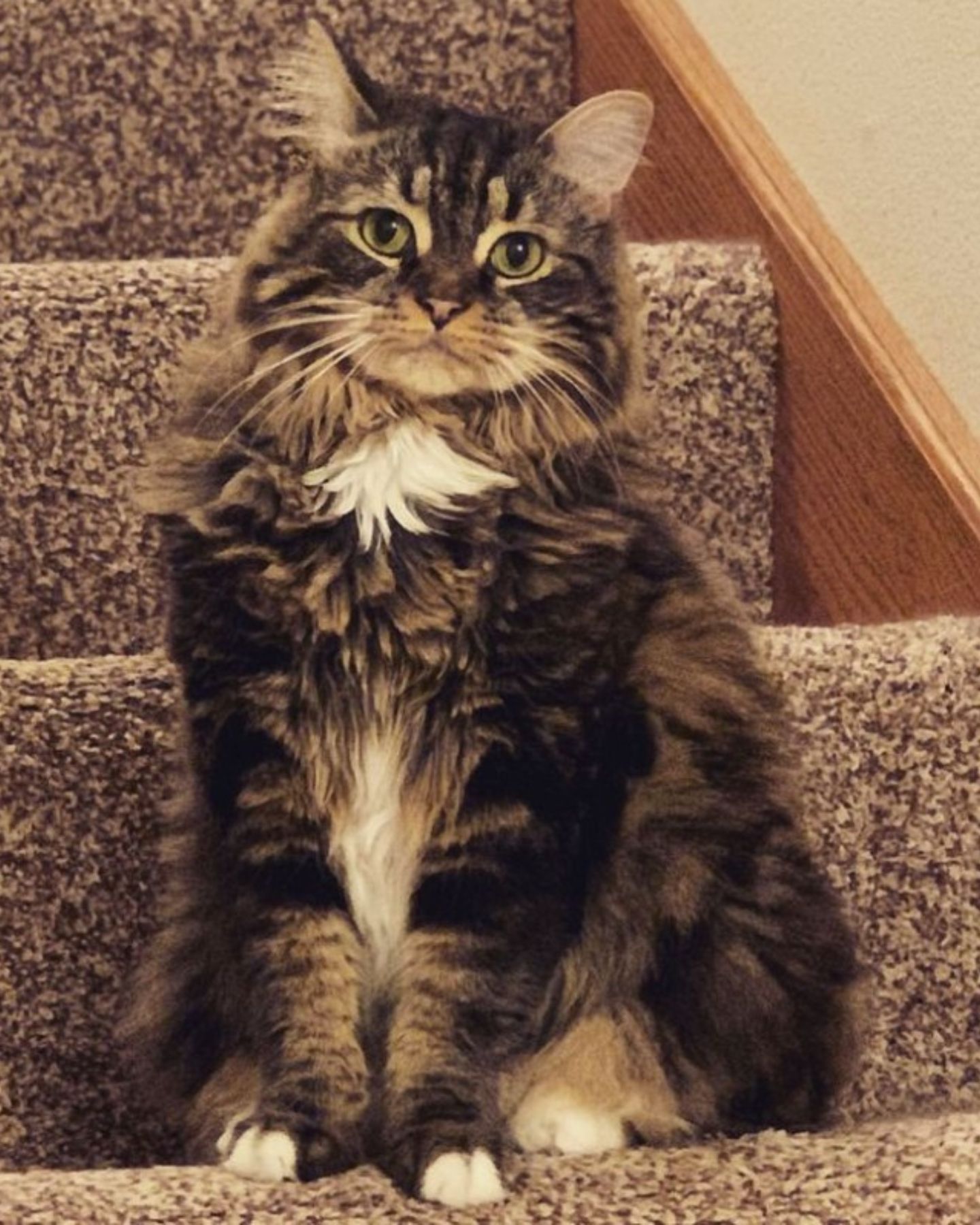 cat sitting on stairs