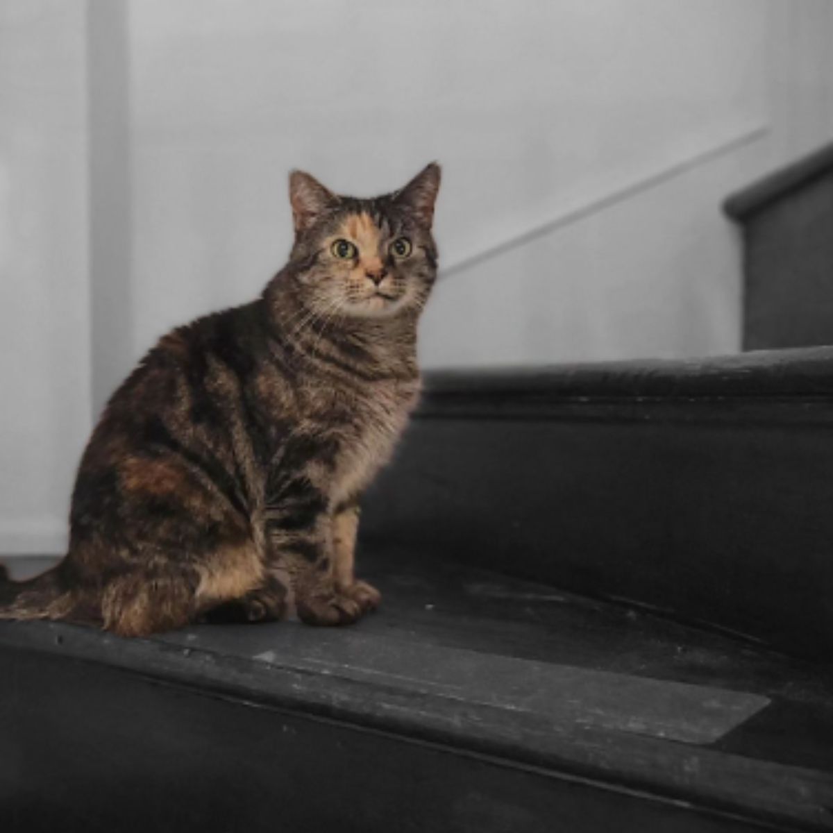 cat sitting on stairs