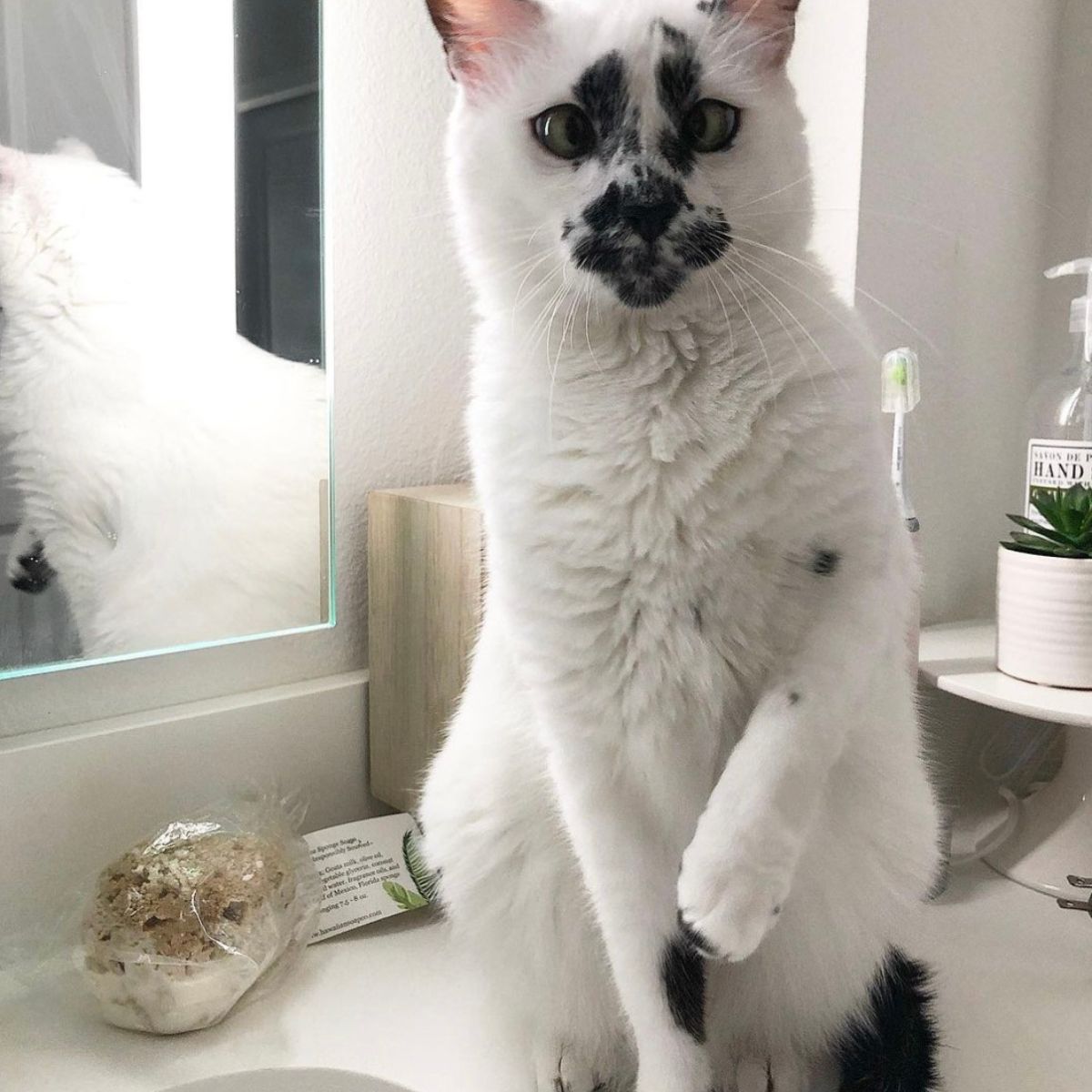 cat sitting on table