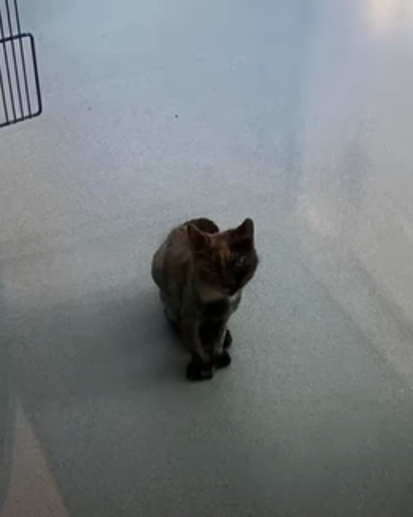 cat sitting on the floor